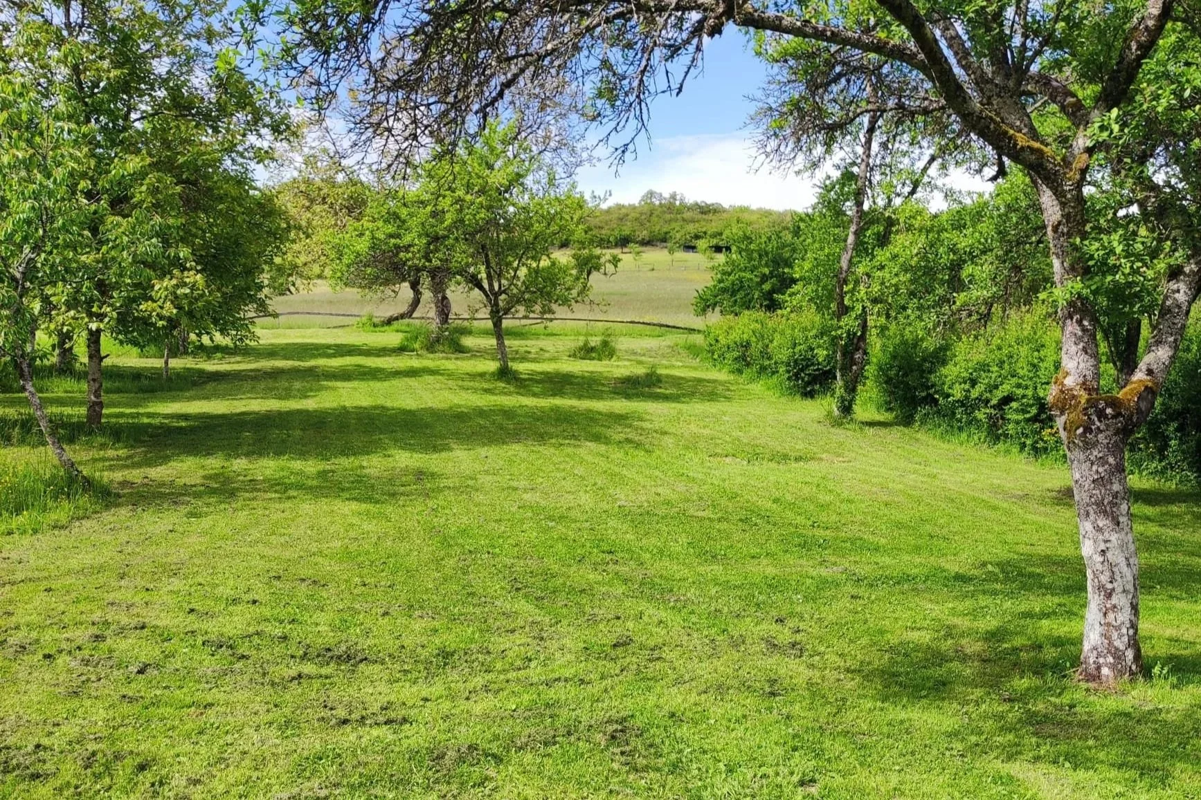 Een groene weide met verschillende bomen onder een blauwe lucht.