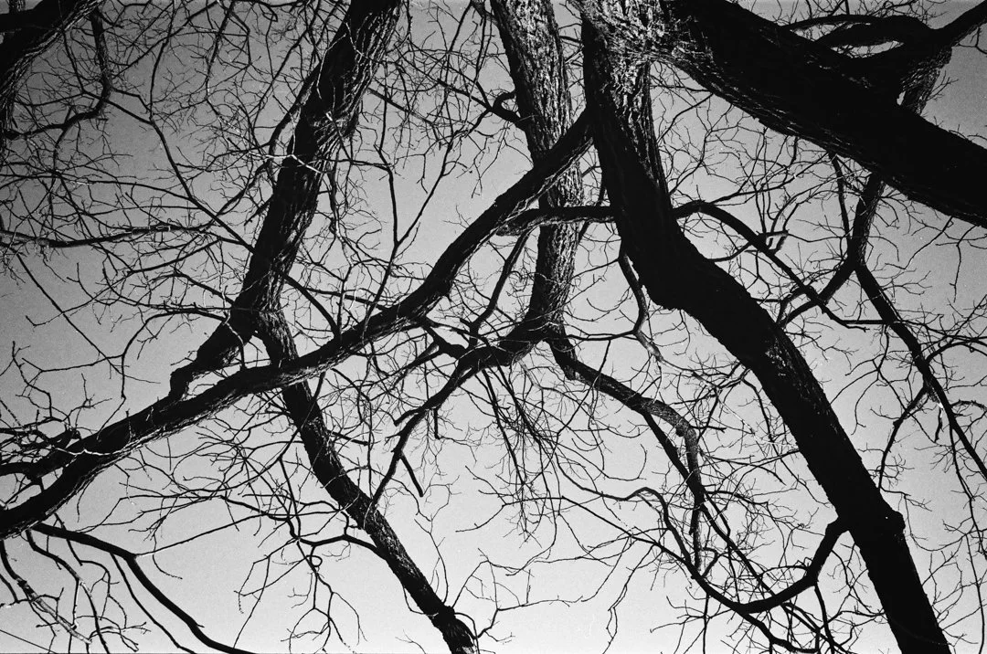 wintertree.jpg