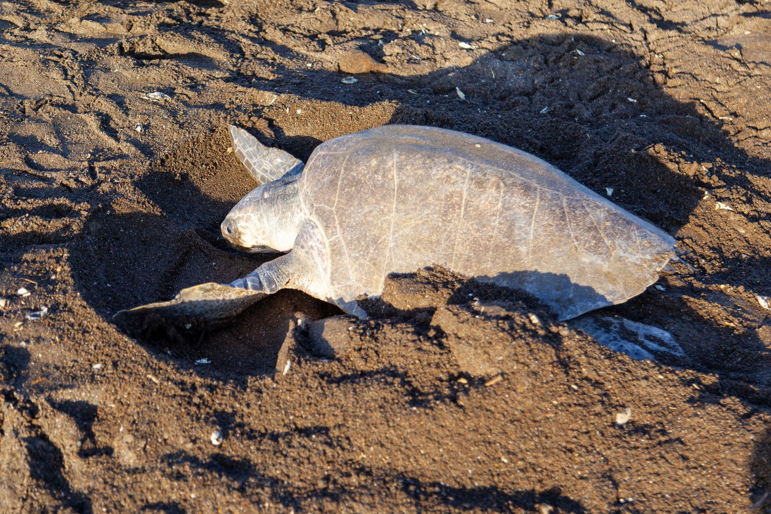 A turtle lying on a sandy beach with shadows cast over its shell.