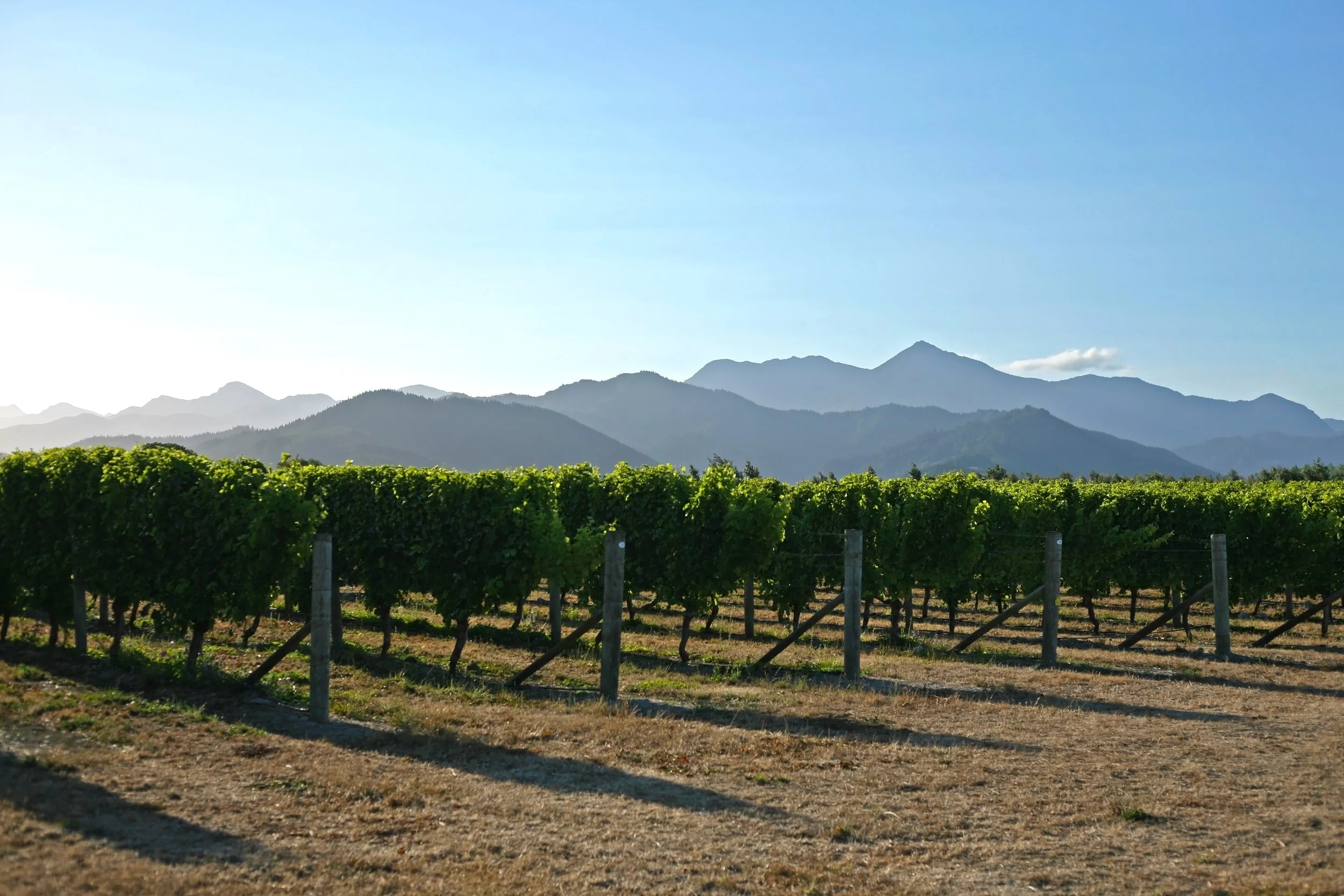 New Zealand Vineyard with lush green grapevines in the foreground and mountain range in the background under a clear blue sky.