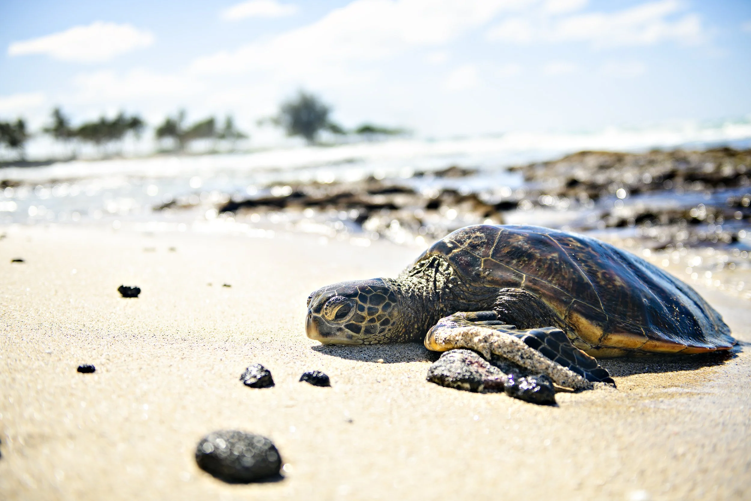 A baby sea turtle crawling on the sandy beach near the shoreline, with blurred trees and water in the background under a blue sky.