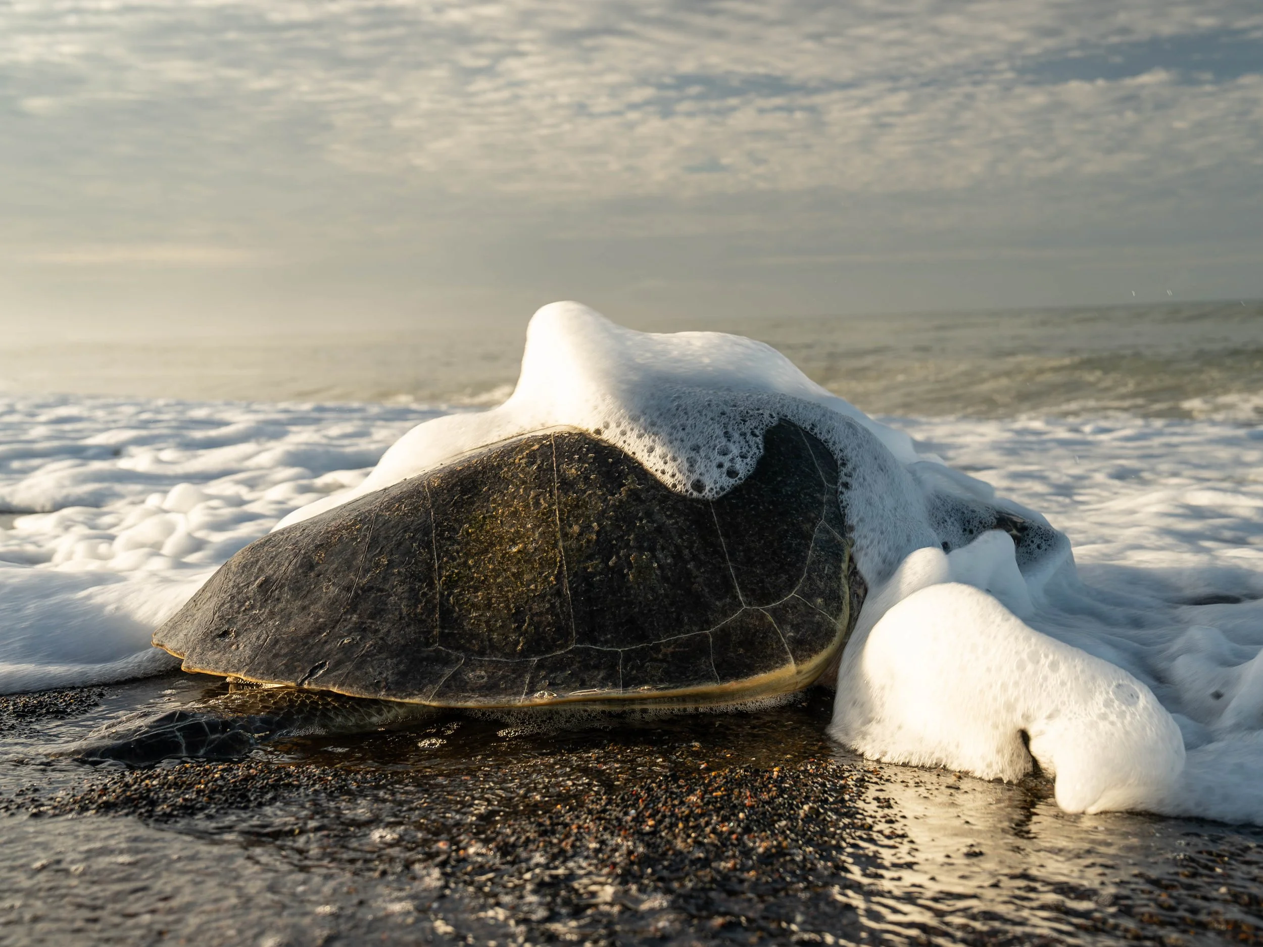 A large sea turtle resting on a beach with foam from the waves on its back, against a cloudy sky and the ocean in the background.