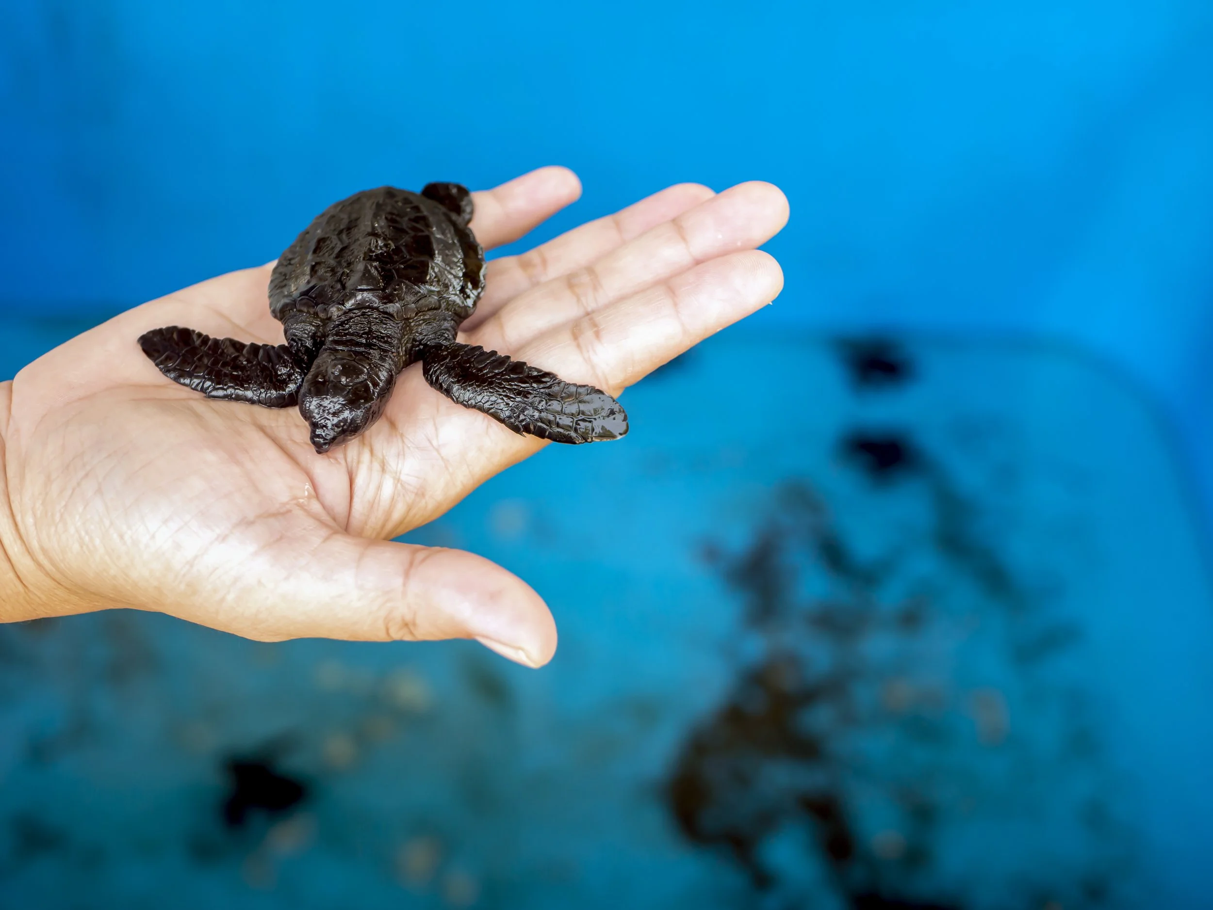 A person holding a baby turtle on their hand against a blue background.