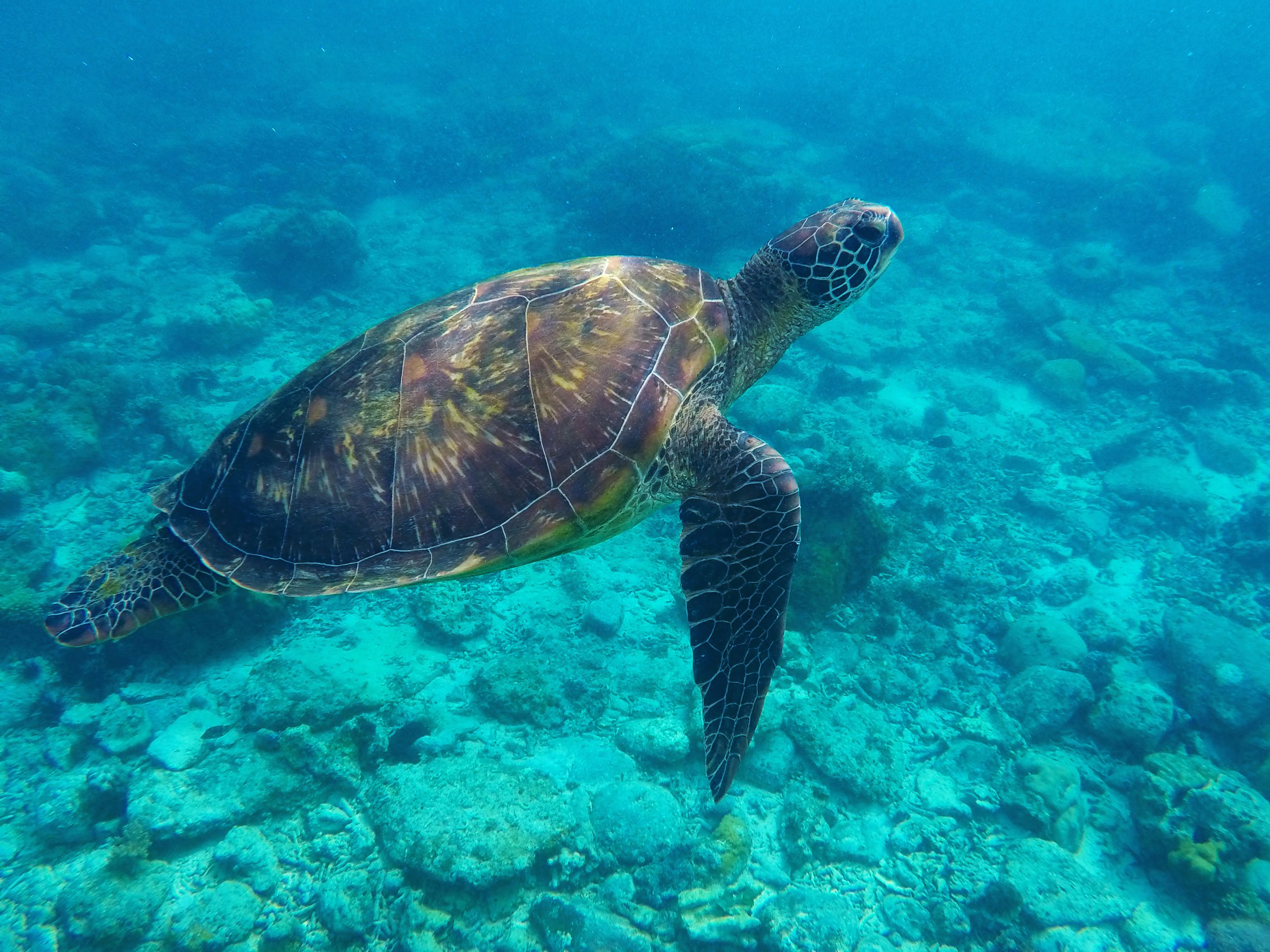A sea turtle swimming above a coral reef in clear blue water.