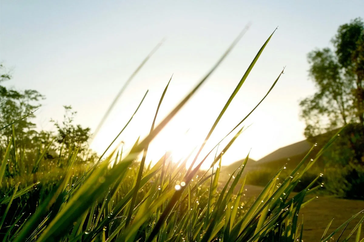 Close-up of green grass with dew drops, sunlight shining through, trees on the sides, and a mountain in the background.