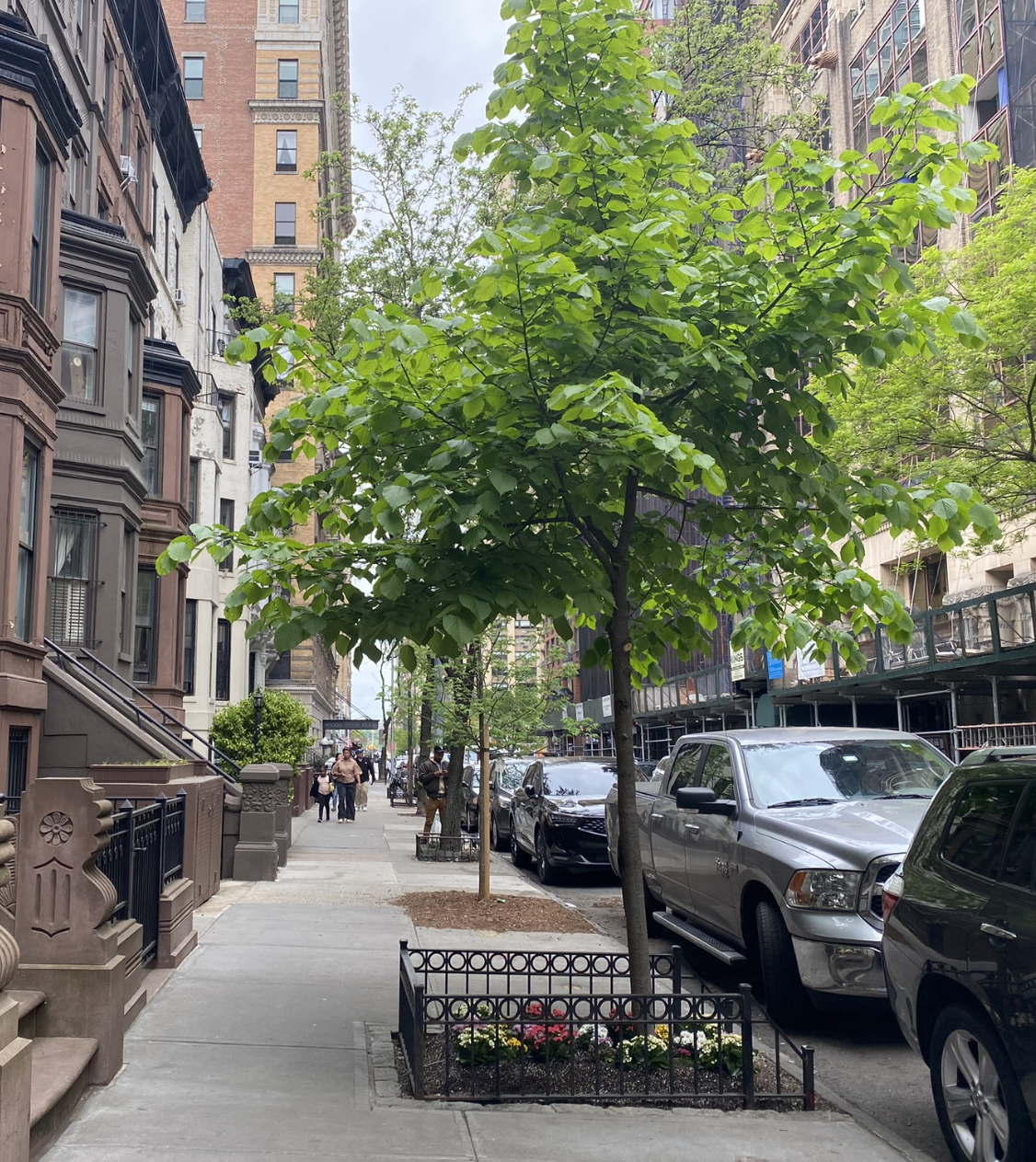 City street with trees, parked cars, brownstone buildings, and people walking on the sidewalk.