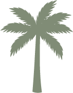 Silhouette of a palm tree with a cluster of long, curved fronds
