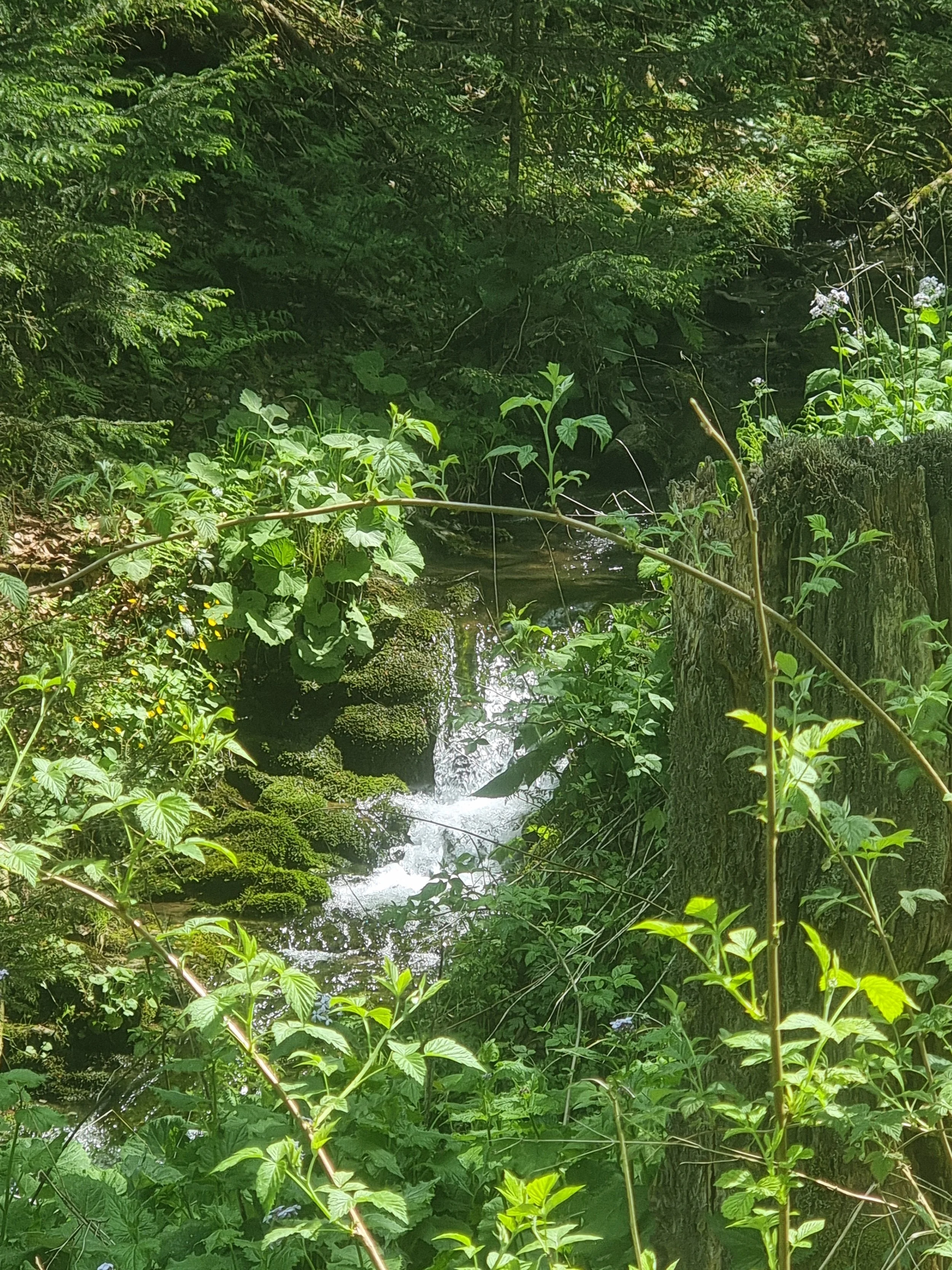 Ein kleiner Bach fließt durch einen grünen Wald mit vielen Blättern und Bäumen, Sonnenlicht spiegelt sich im Wasser.