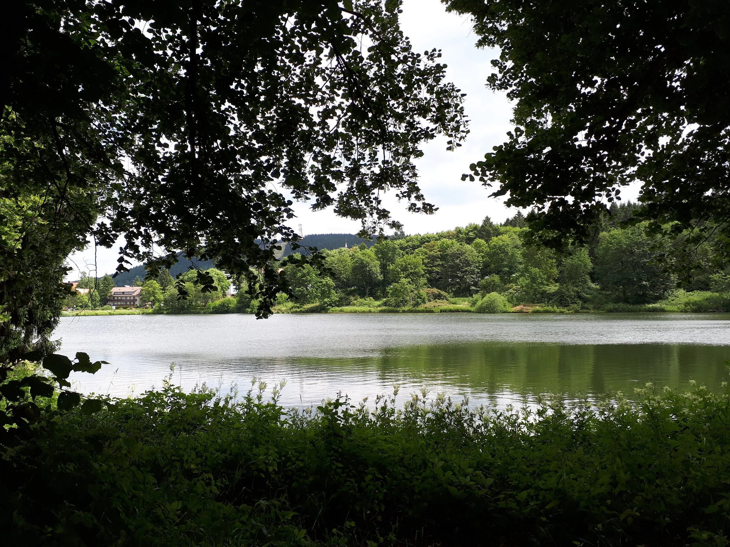 Blick durch eine Baumkrone auf einen ruhigen Fluss mit grünen Ufern, umgeben von Wald, bei bewölktem Himmel.