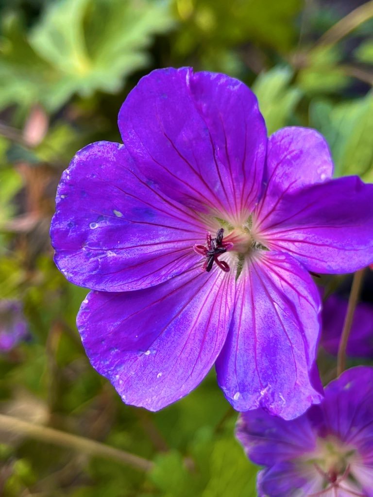 IMG_7666.jpeg