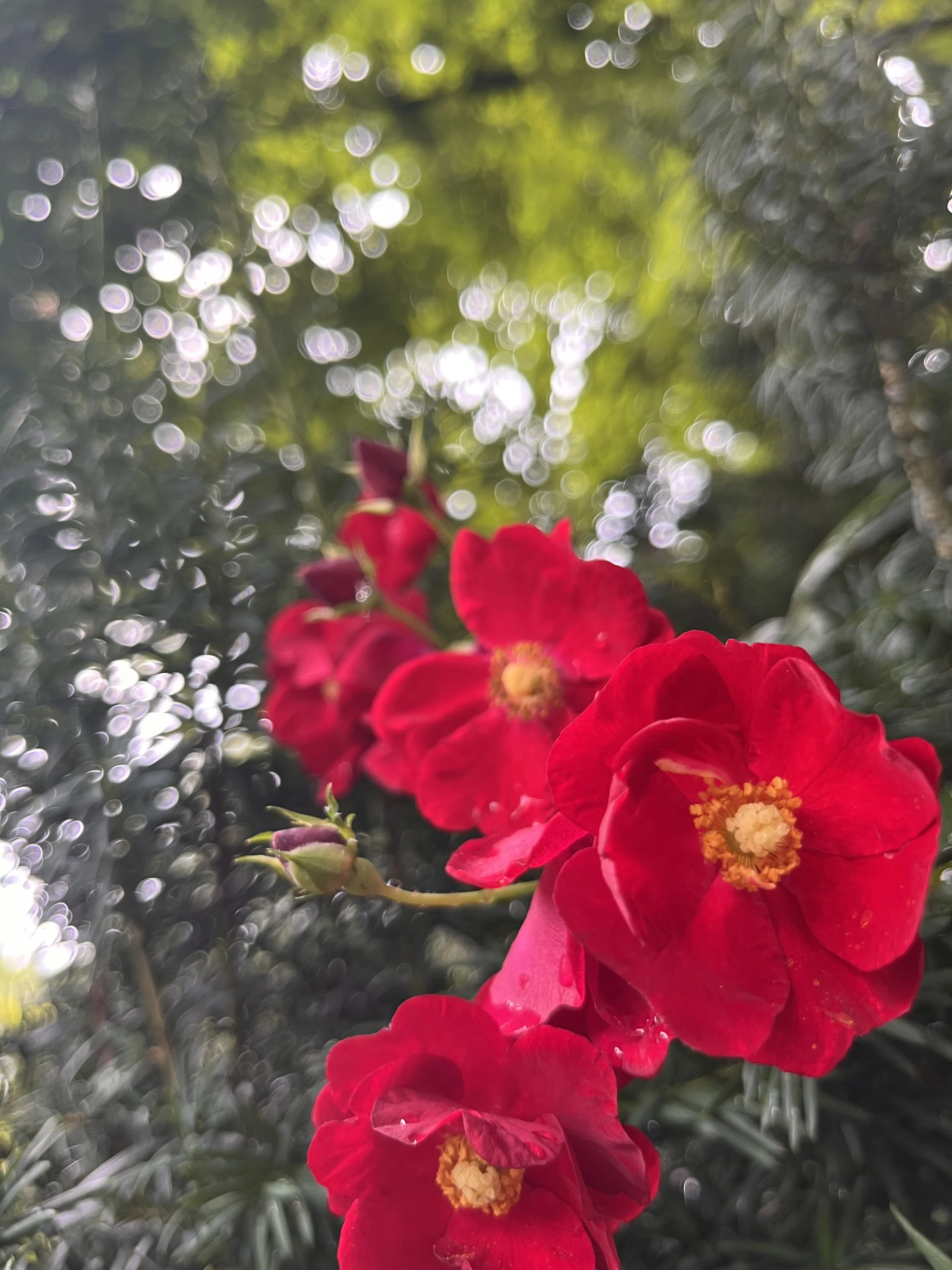 IMG_5281.jpeg