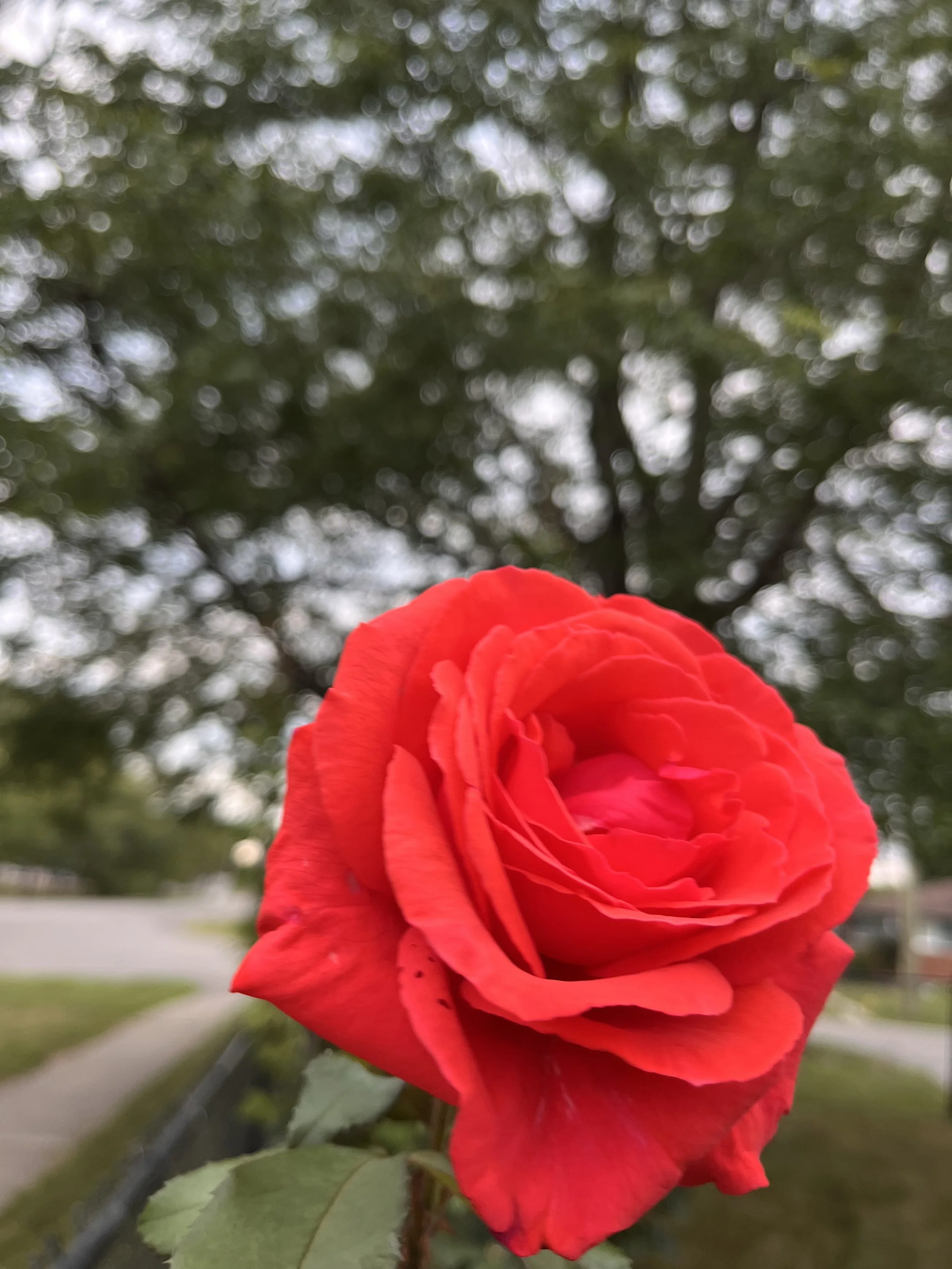 IMG_3811.jpeg