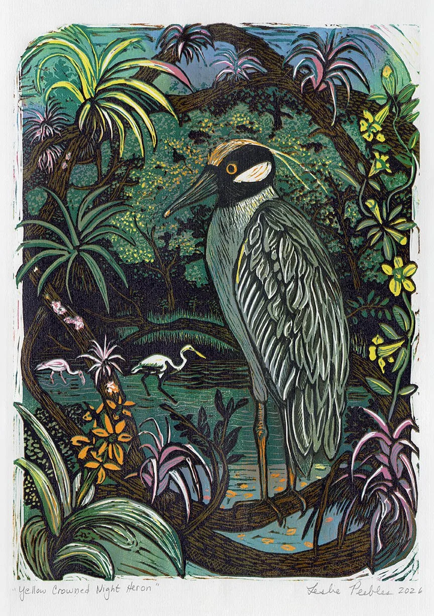 Yellow Crowned Night Heron