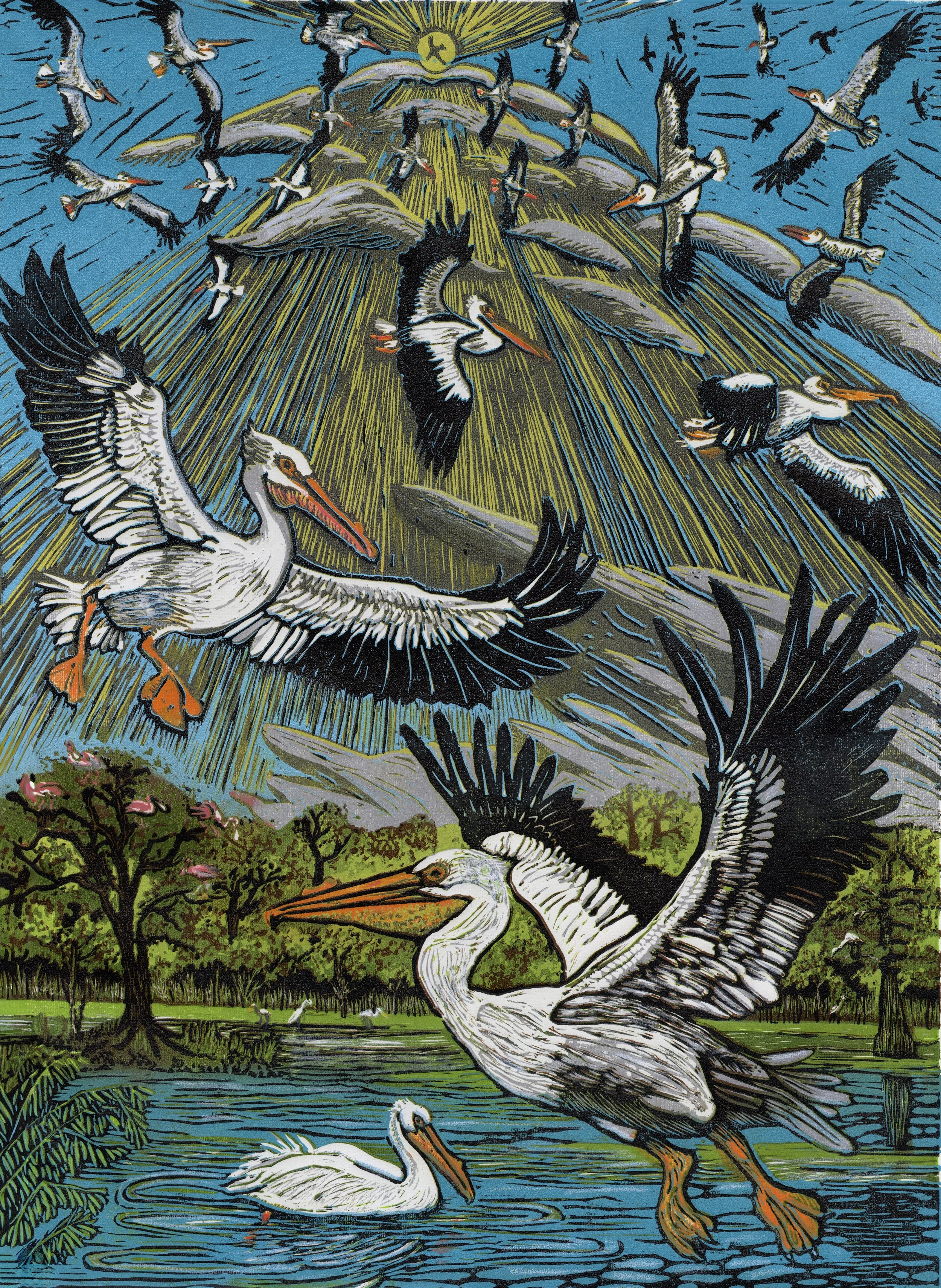 White Pelican Migration