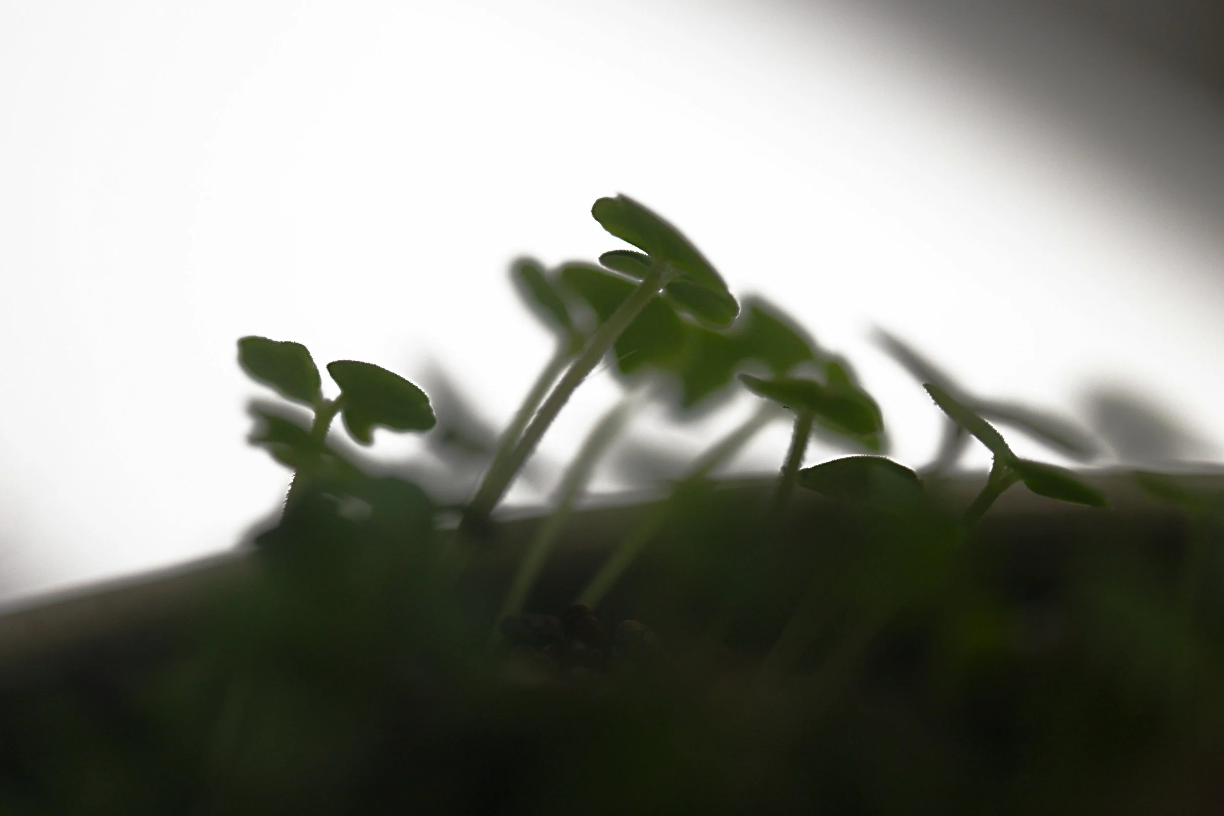 Close-up of a small green plant with several leaves, shot from underneath against a bright white background.