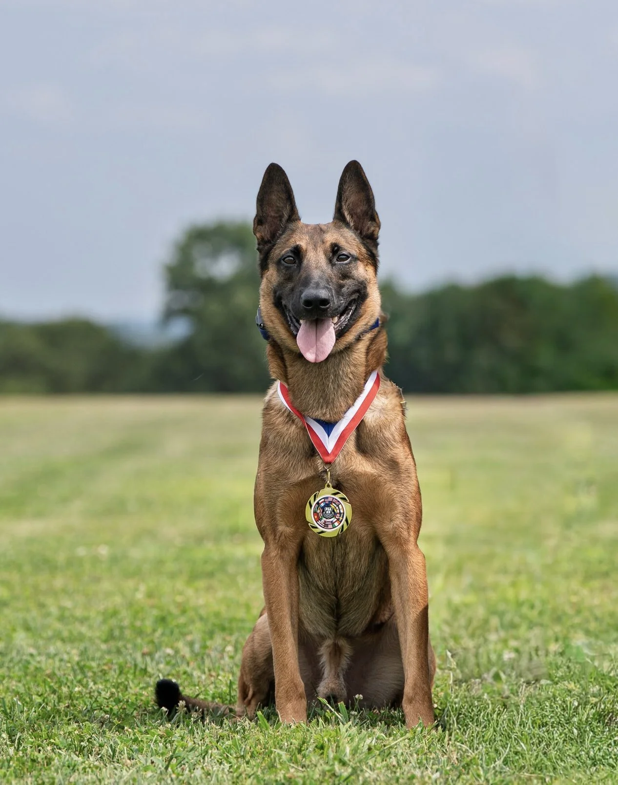A Belgian Malinois dog sitting on a grassy field, wearing a medal and a ribbon, with a blurred green trees in the background.
