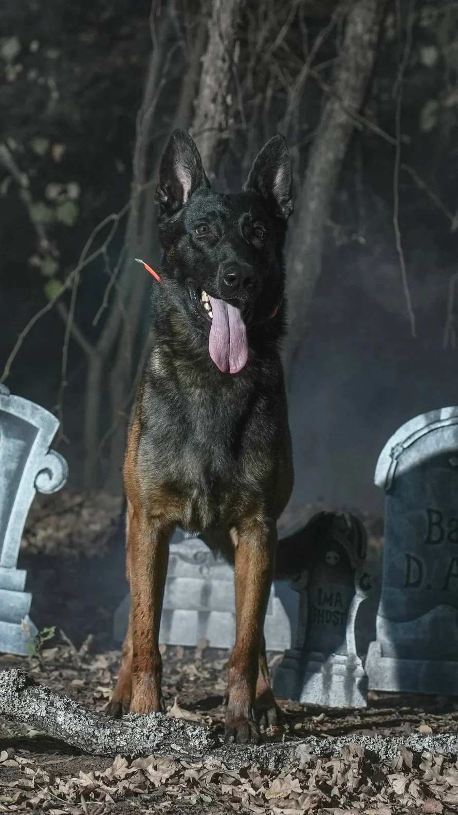 A German shepherd dog standing in a spooky, wooded area with tombstones and dry leaves, with its mouth open and tongue hanging out.