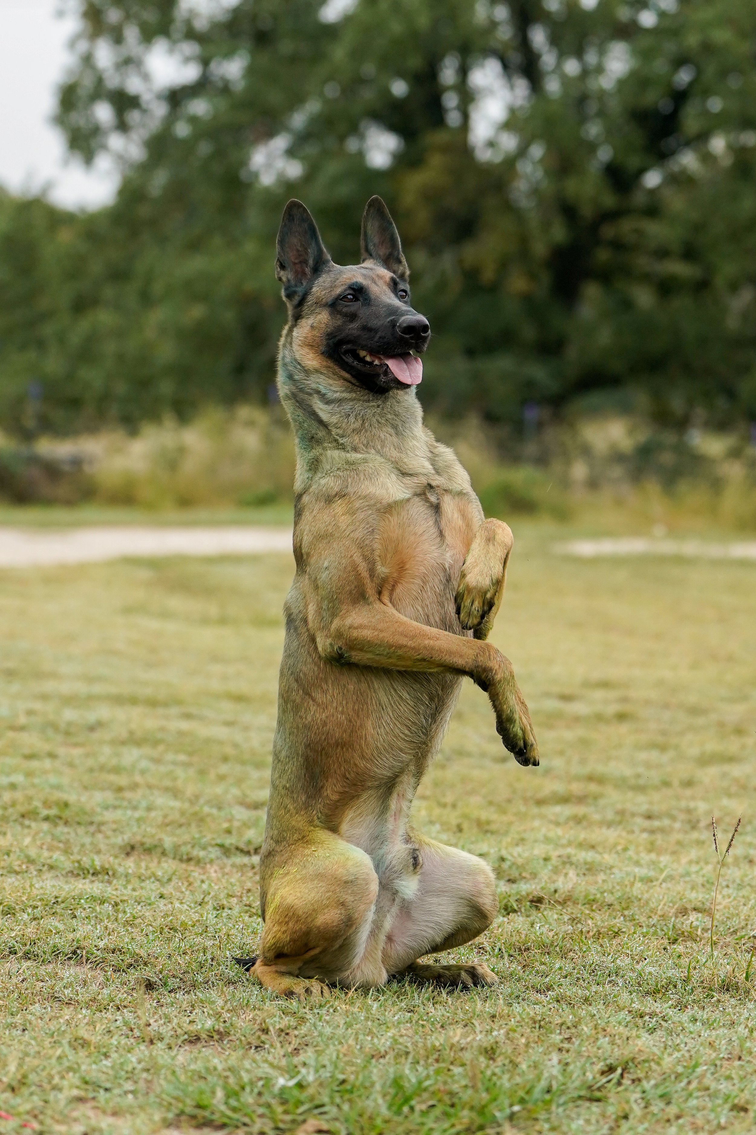 A Belgian Malinois dog standing on its hind legs in a grassy park with trees in the background.