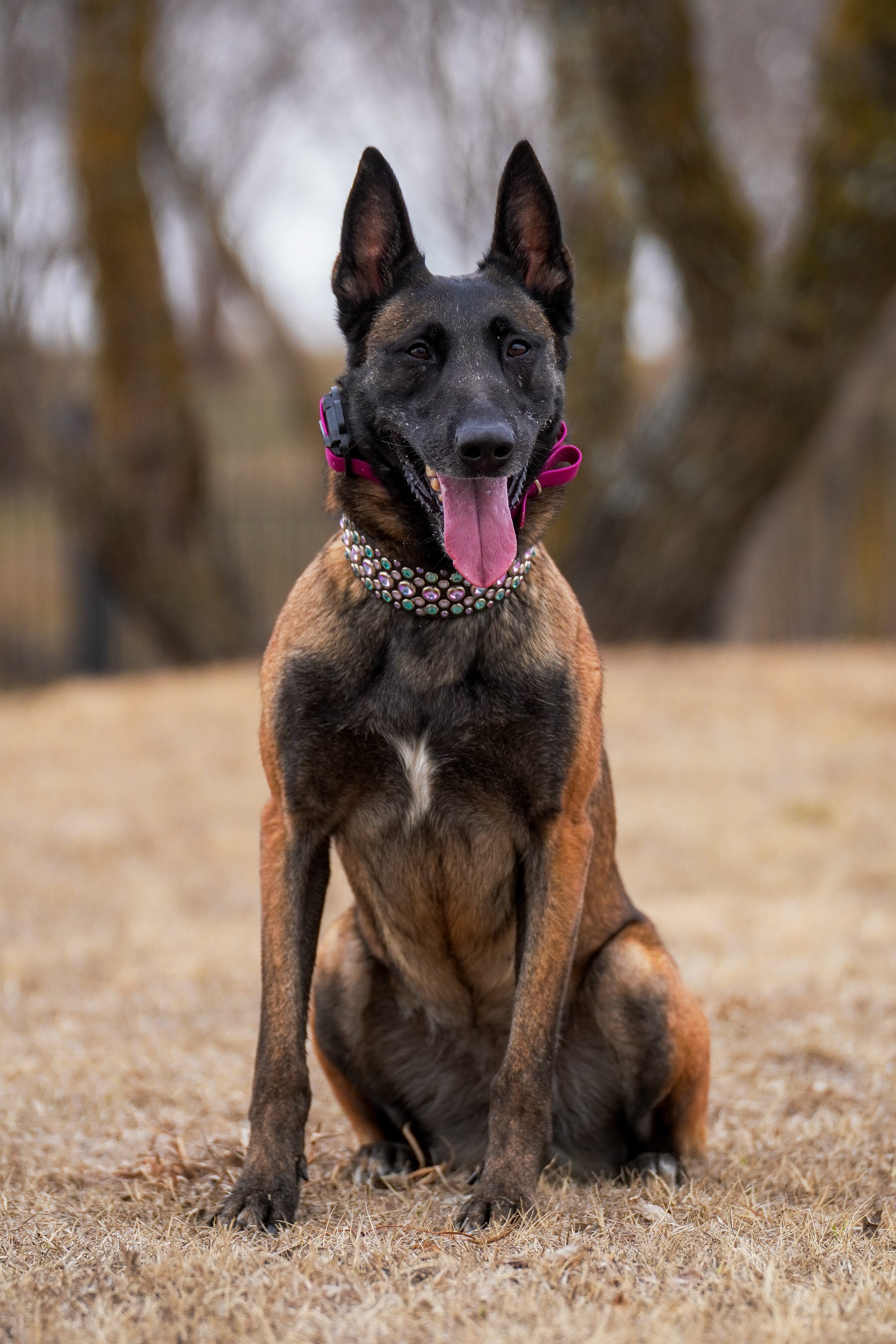A Belgian Malinois dog sitting on a grassy field, wearing a colorful bejeweled collar and a pink harness, with tall trees in the background.