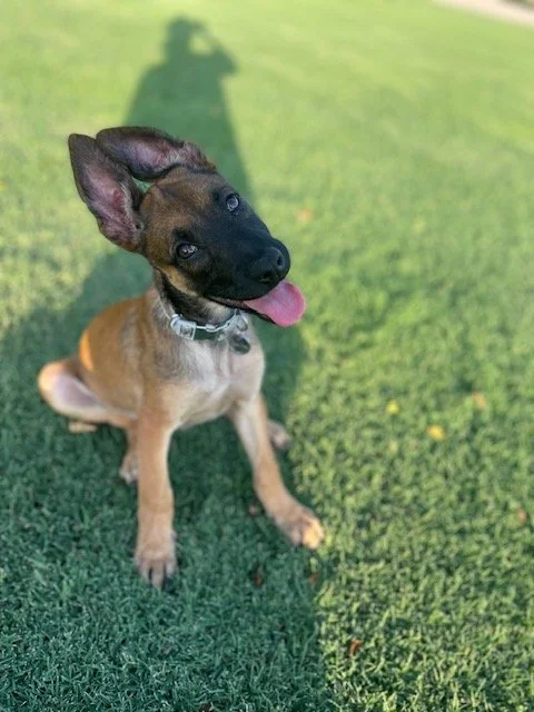 A playful young dog with black and brown fur sitting on grass with one ear perked up and tongue out, in sunlight.