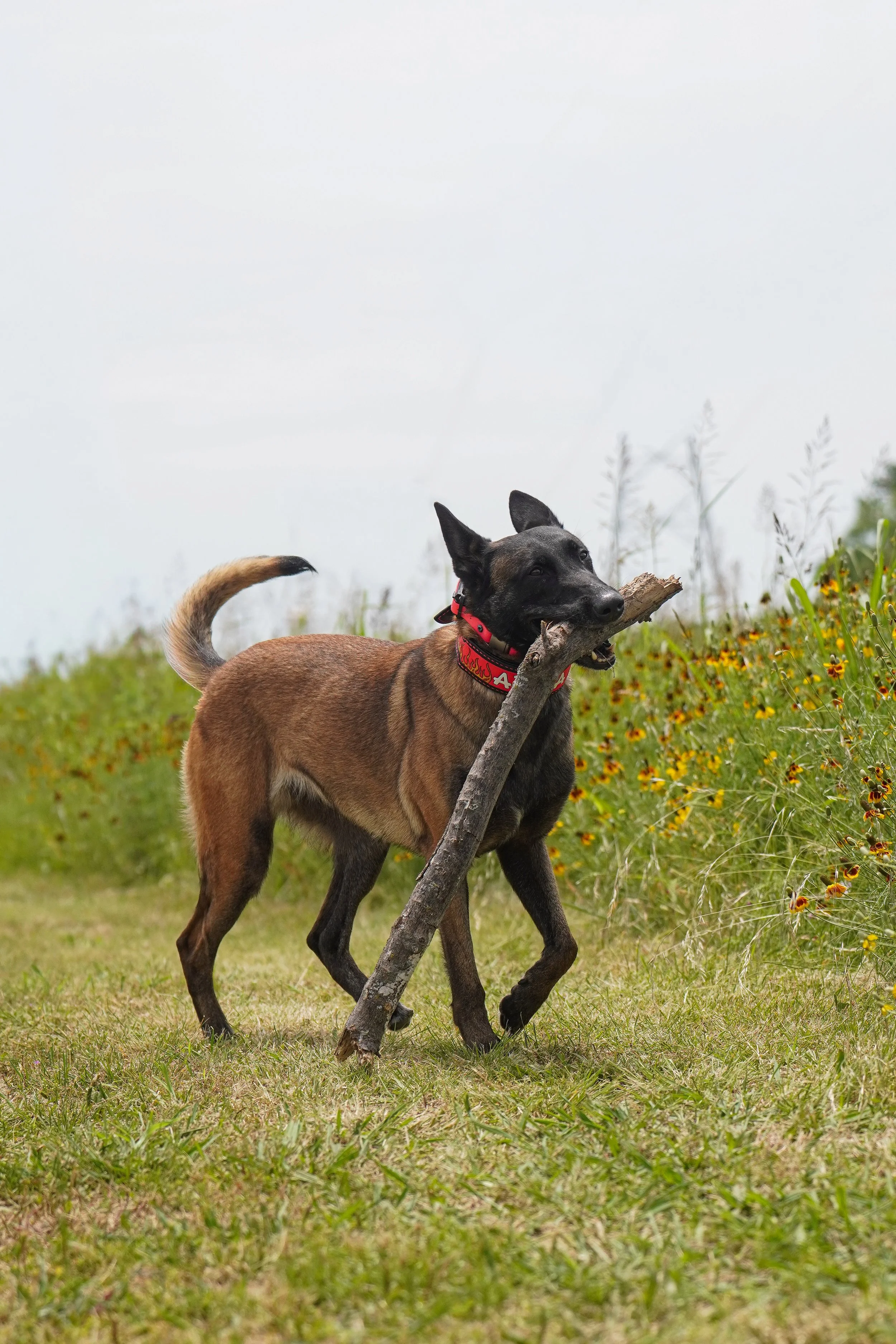 A dog with a brown body and black face carries a large stick in its mouth. The dog is walking on grass with wildflowers, and there are plants in the background under an overcast sky.