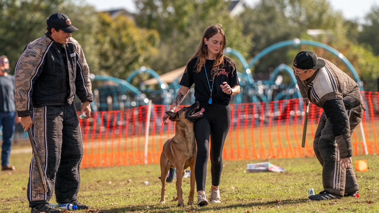 A woman with a Belgian Malinois dog participating in a dog training or agility event, with two male trainers or handlers, outdoors on grass, with the background of orange safety fencing and trees.