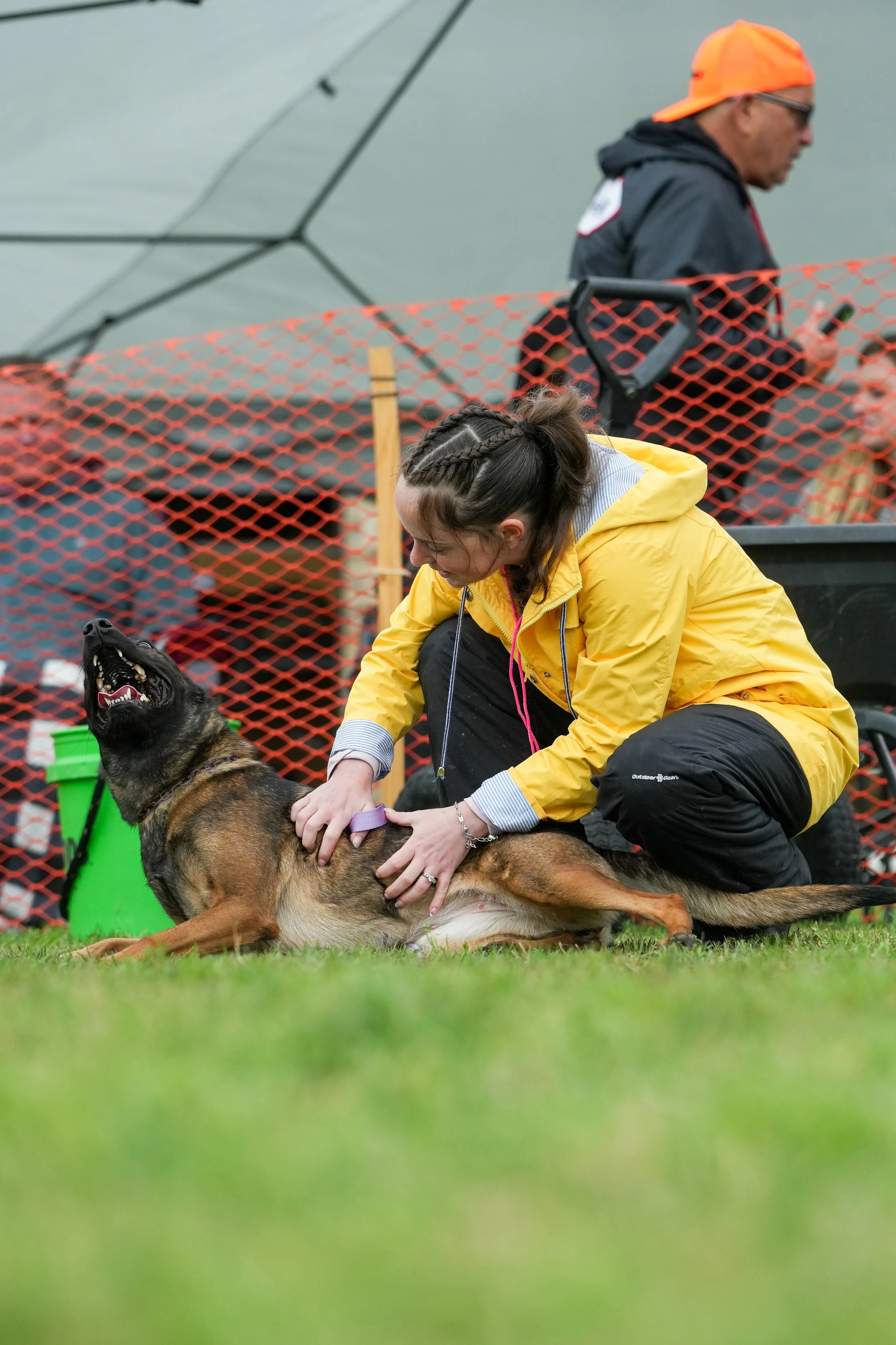 A woman in a yellow jacket and black pants kneels on the grass, petting a large Belgian Malinois dog lying on its side. In the background, a man in a black jacket and orange cap looks at his phone behind a red plastic fence.