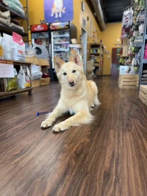 A light-colored, fluffy dog lying on a wooden floor inside a pet store.