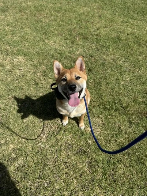 Smiling Shiba Inu dog with tongue out sitting on grass during daytime, on a leash.