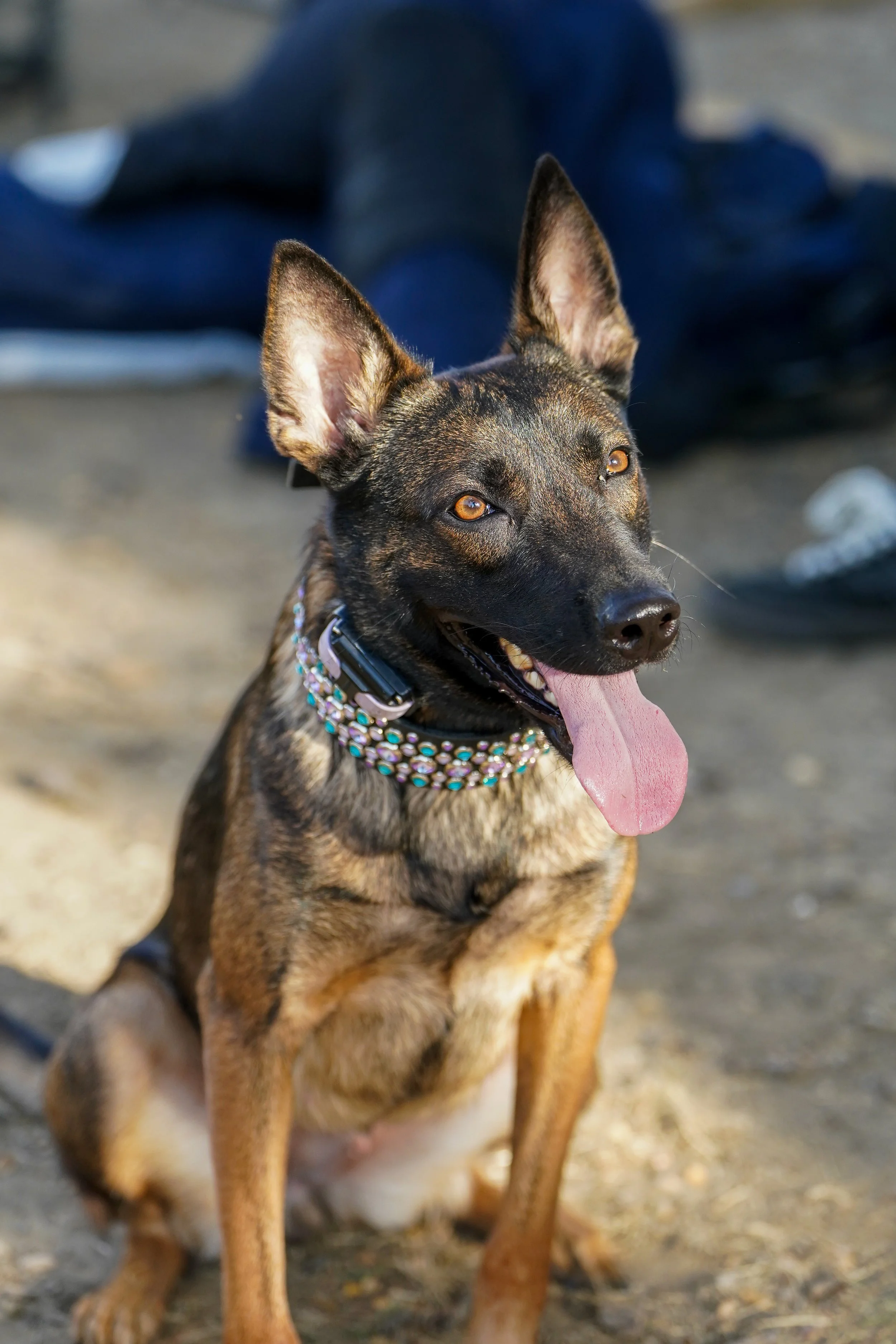 A happy dog with large ears, brindle coat, wearing a beaded collar, sitting on the ground with tongue out, outdoors.