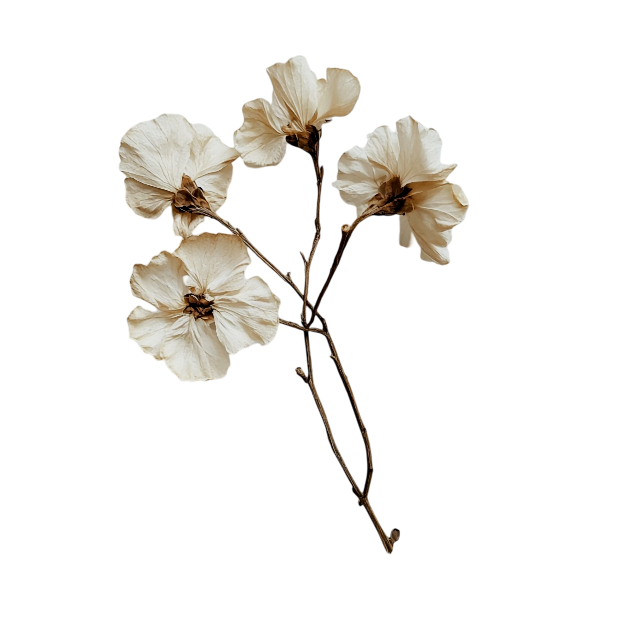 Dried white flowers on a black background.