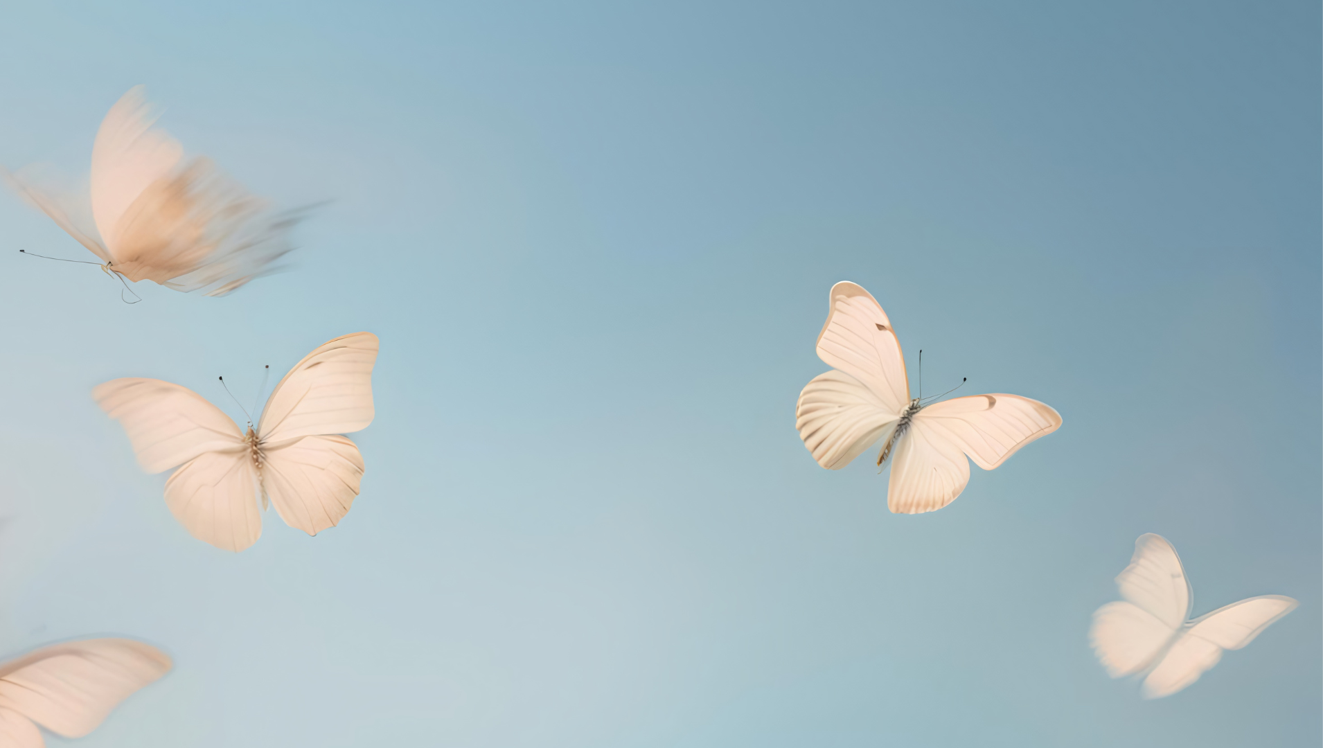 Several white butterflies flying against a light blue sky.