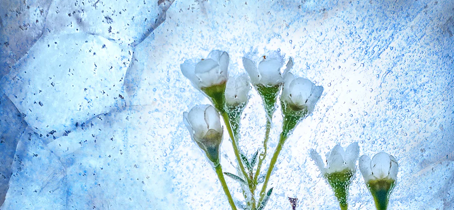 Basic Information about Pregnancy Loss and Infant Death