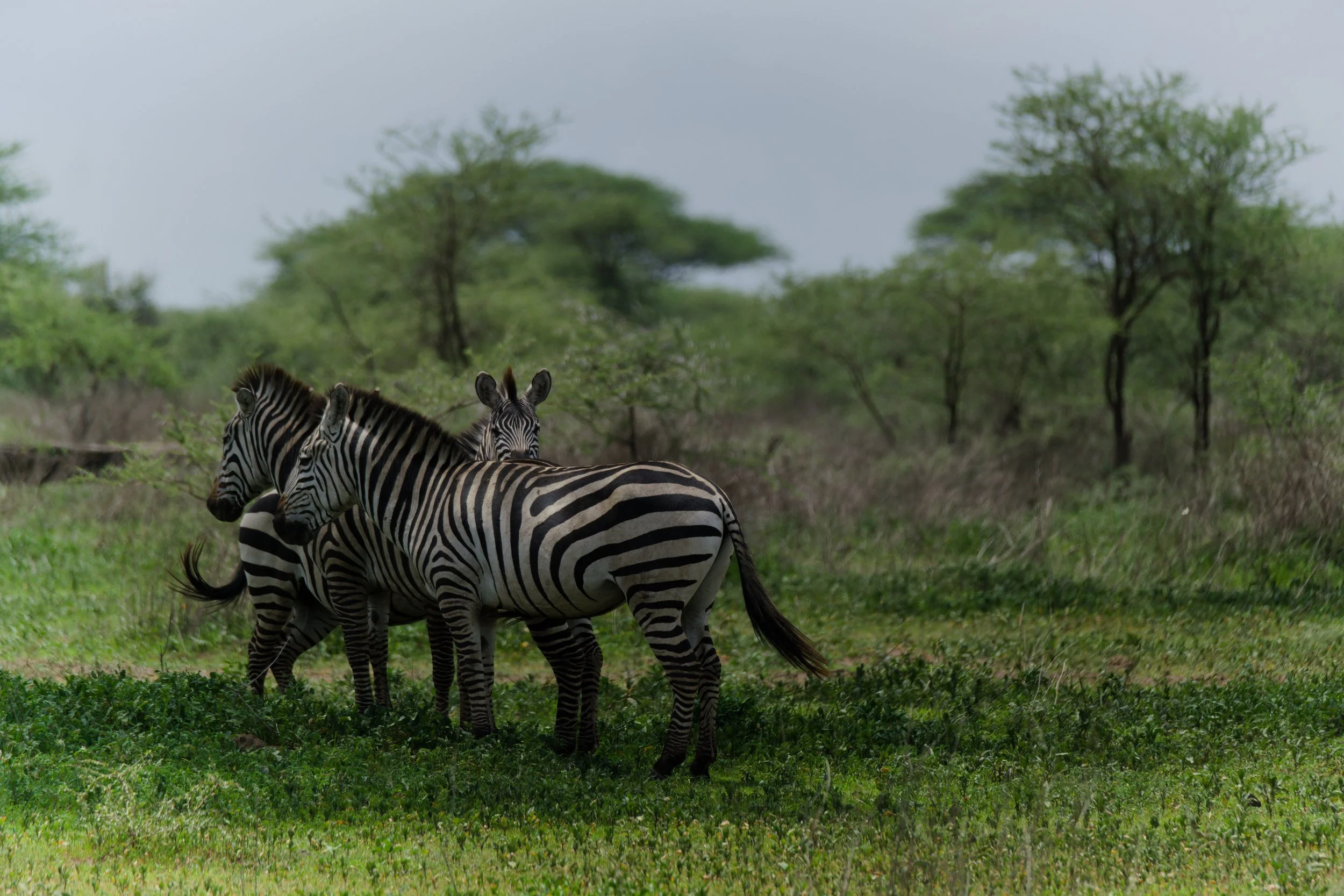 ZEBRE-1.jpg