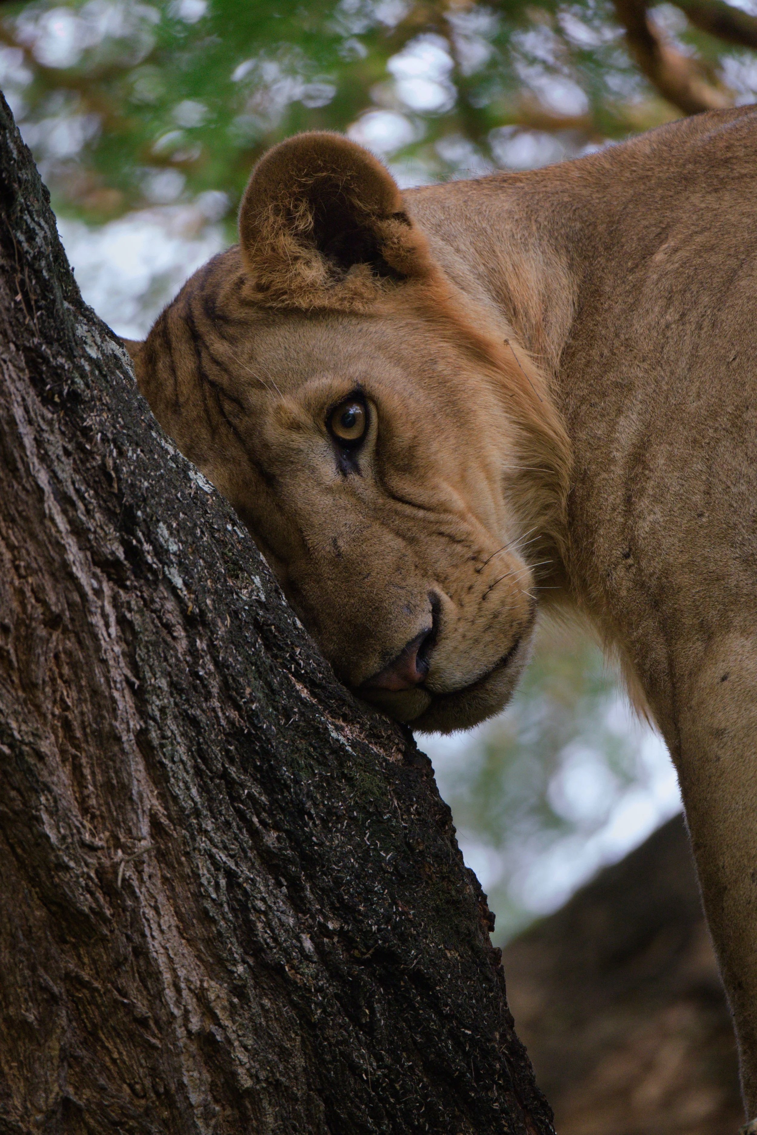 lion+tete+arbre-1.jpg