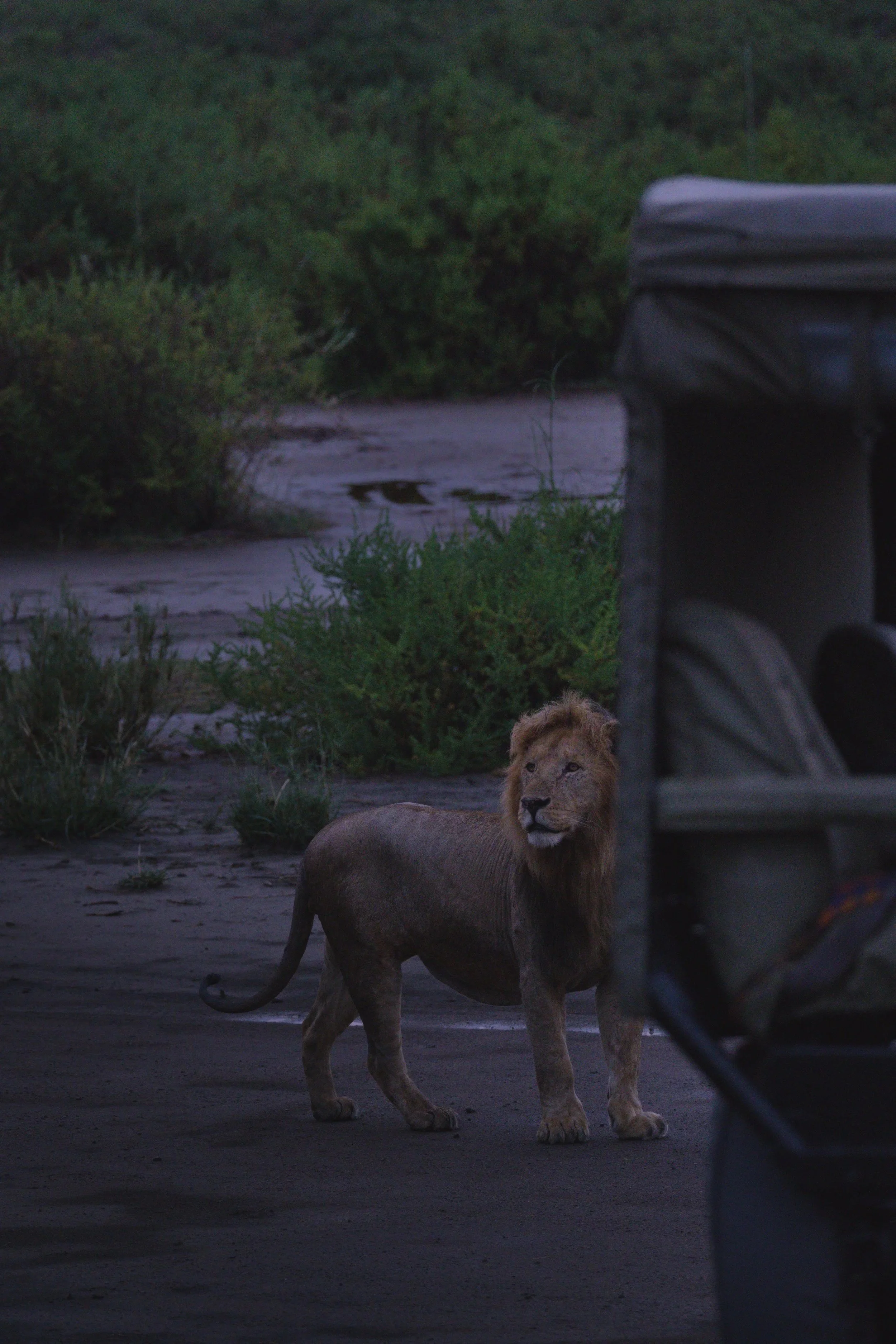 lion+voiture.jpg