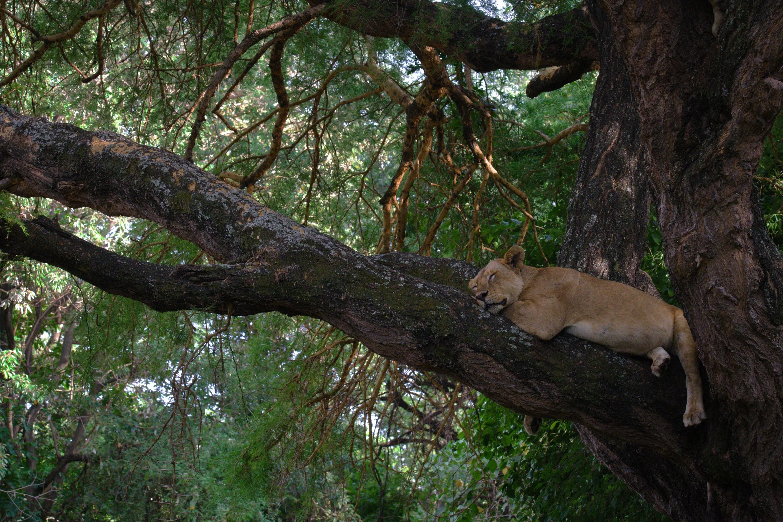 lion qui dort.jpg
