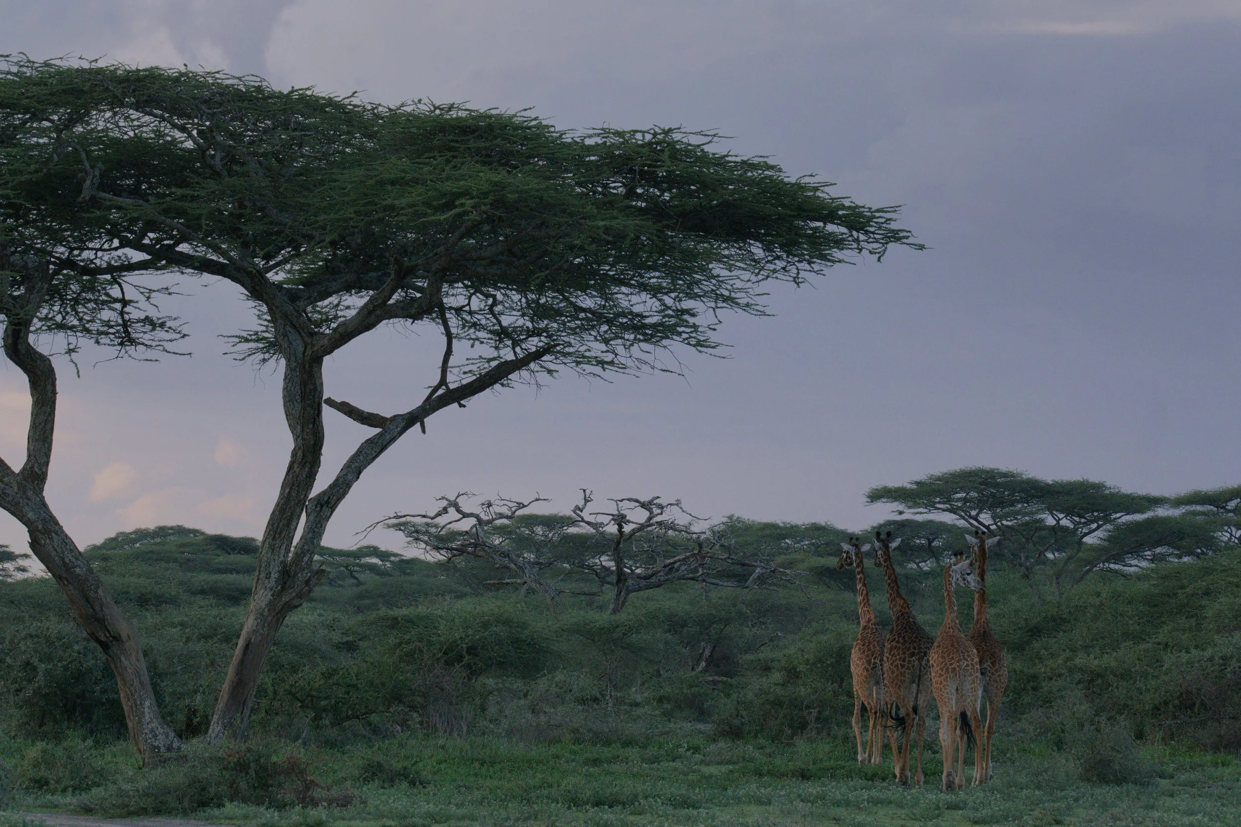 GIRAFE.jpg