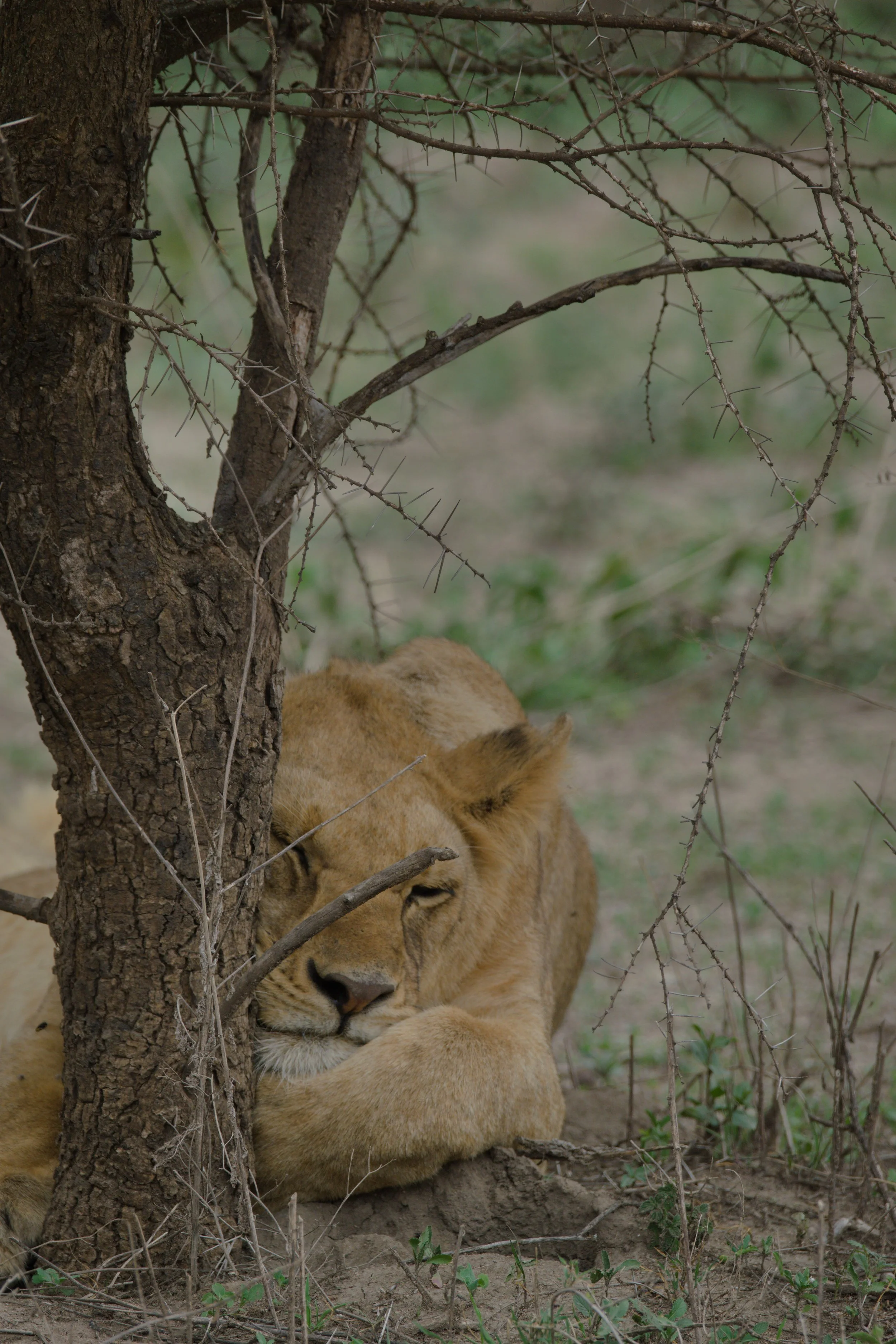 lion dort petit arbre.jpg