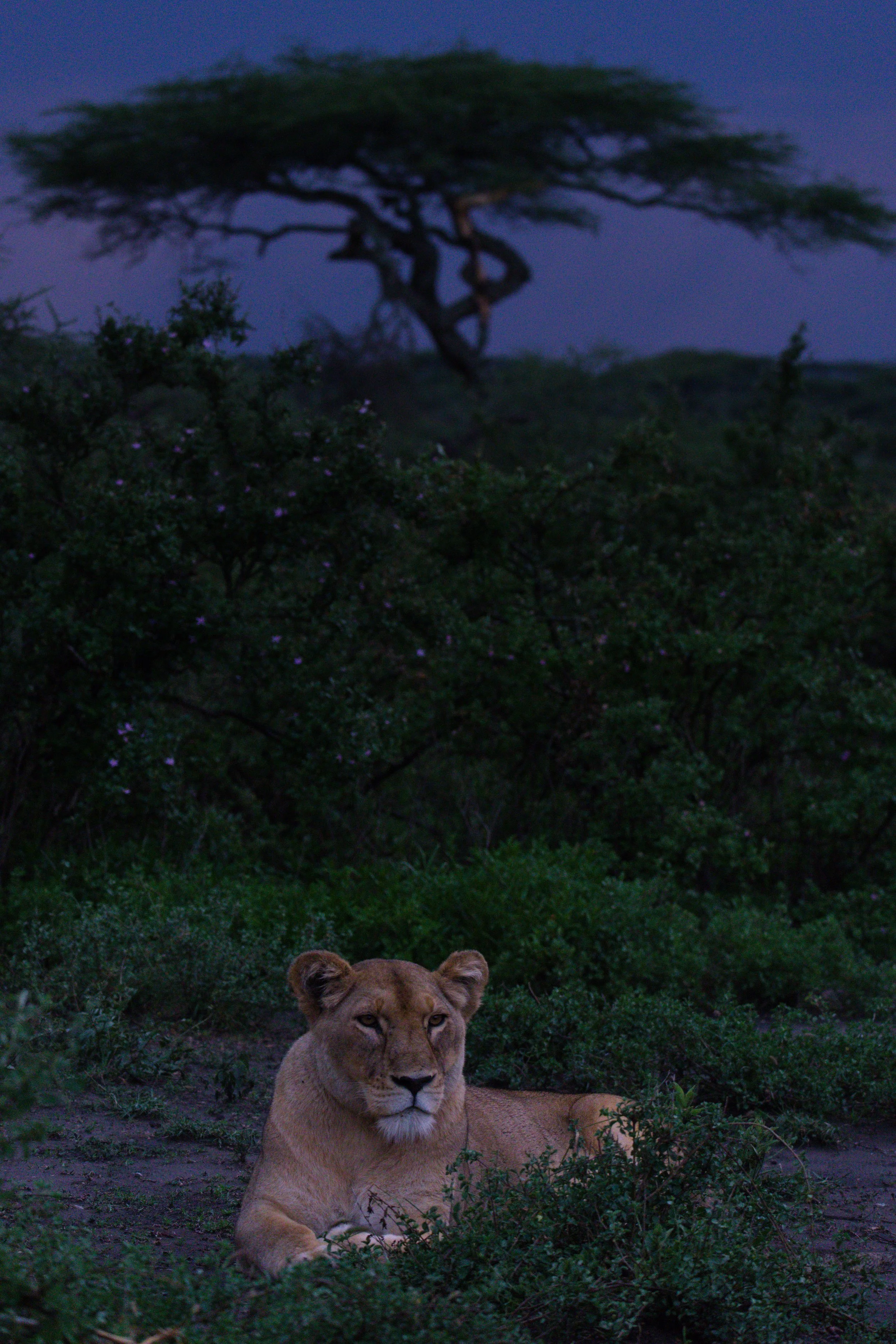 lionne sous arbre.jpg
