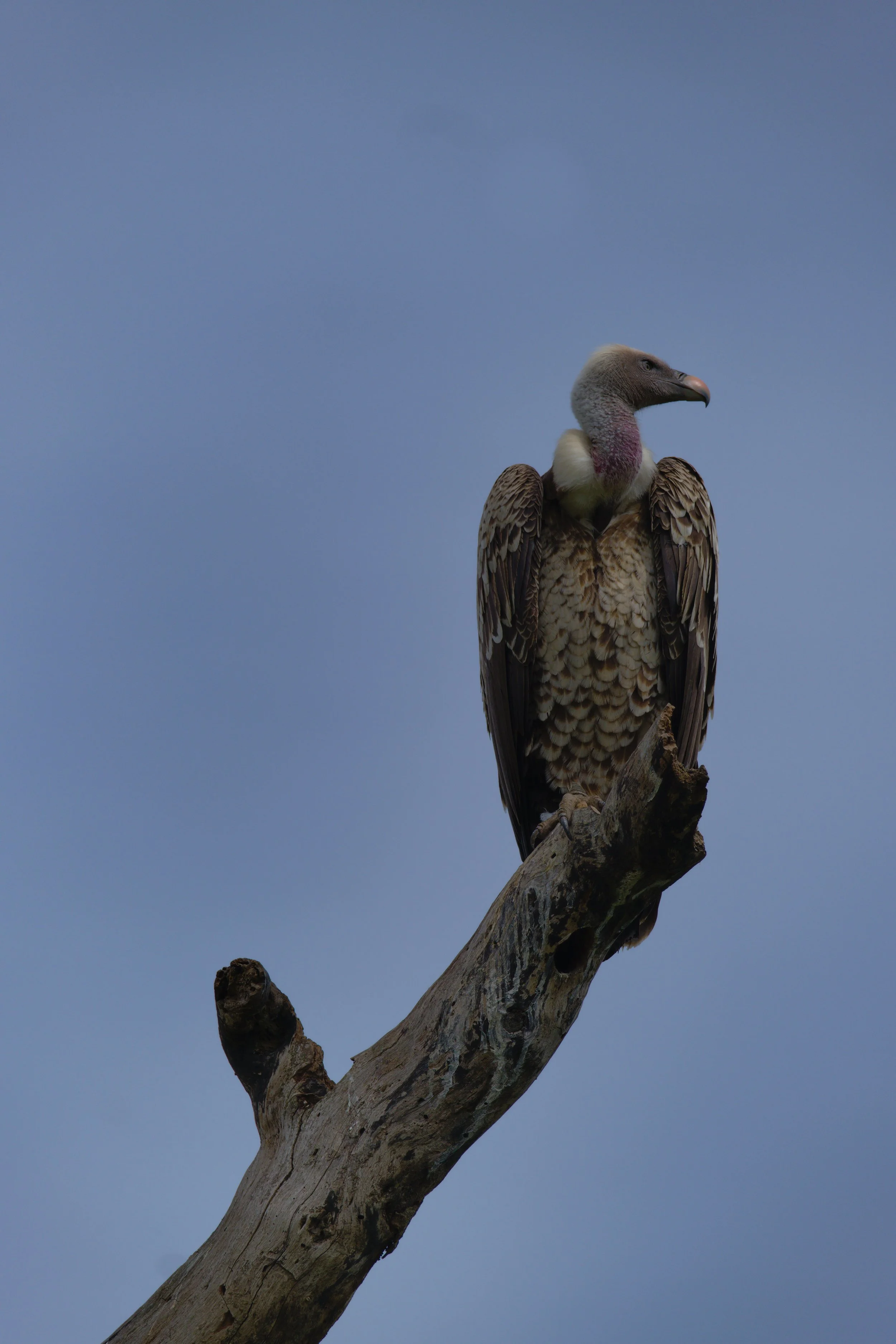 AIGLE.jpg