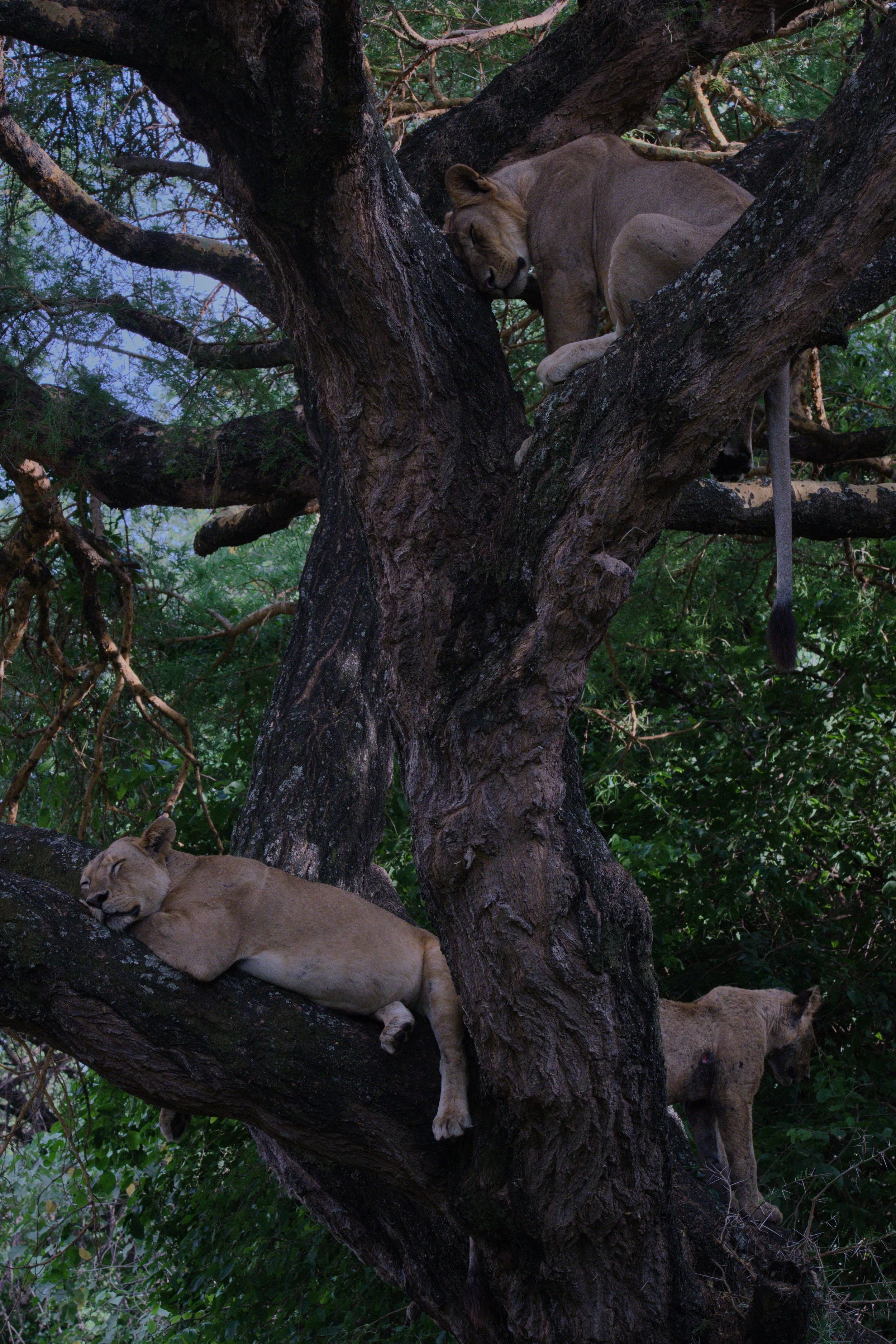 three lions.jpg