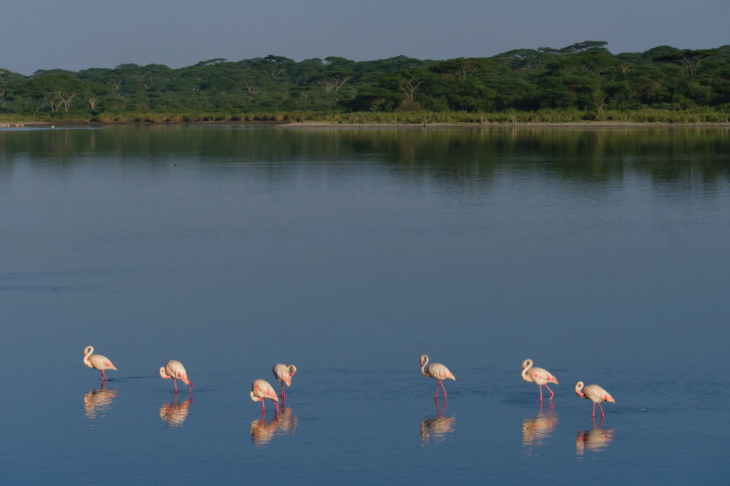 FLAMENT ROSE.jpg