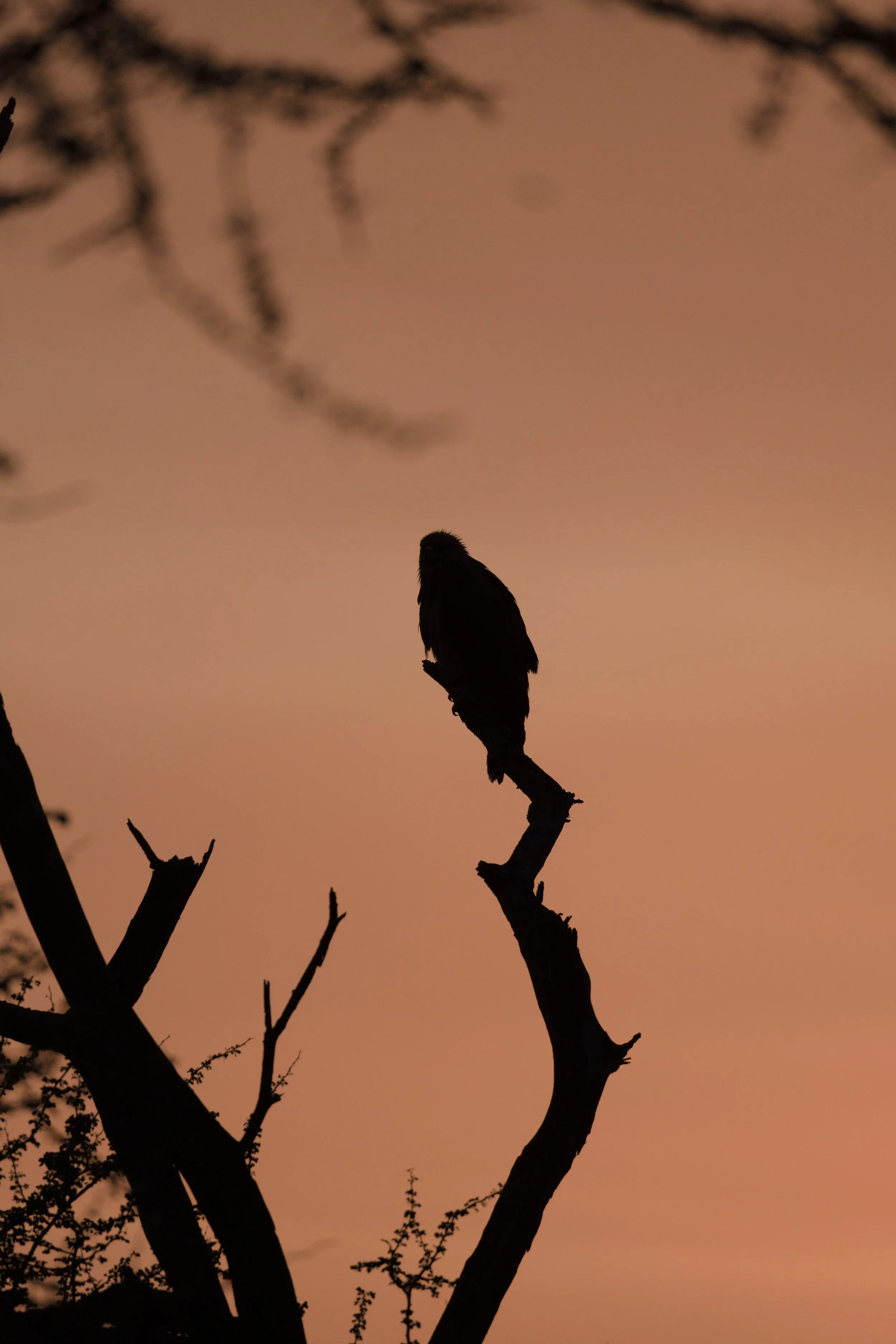 chouette coucher soleil.jpg