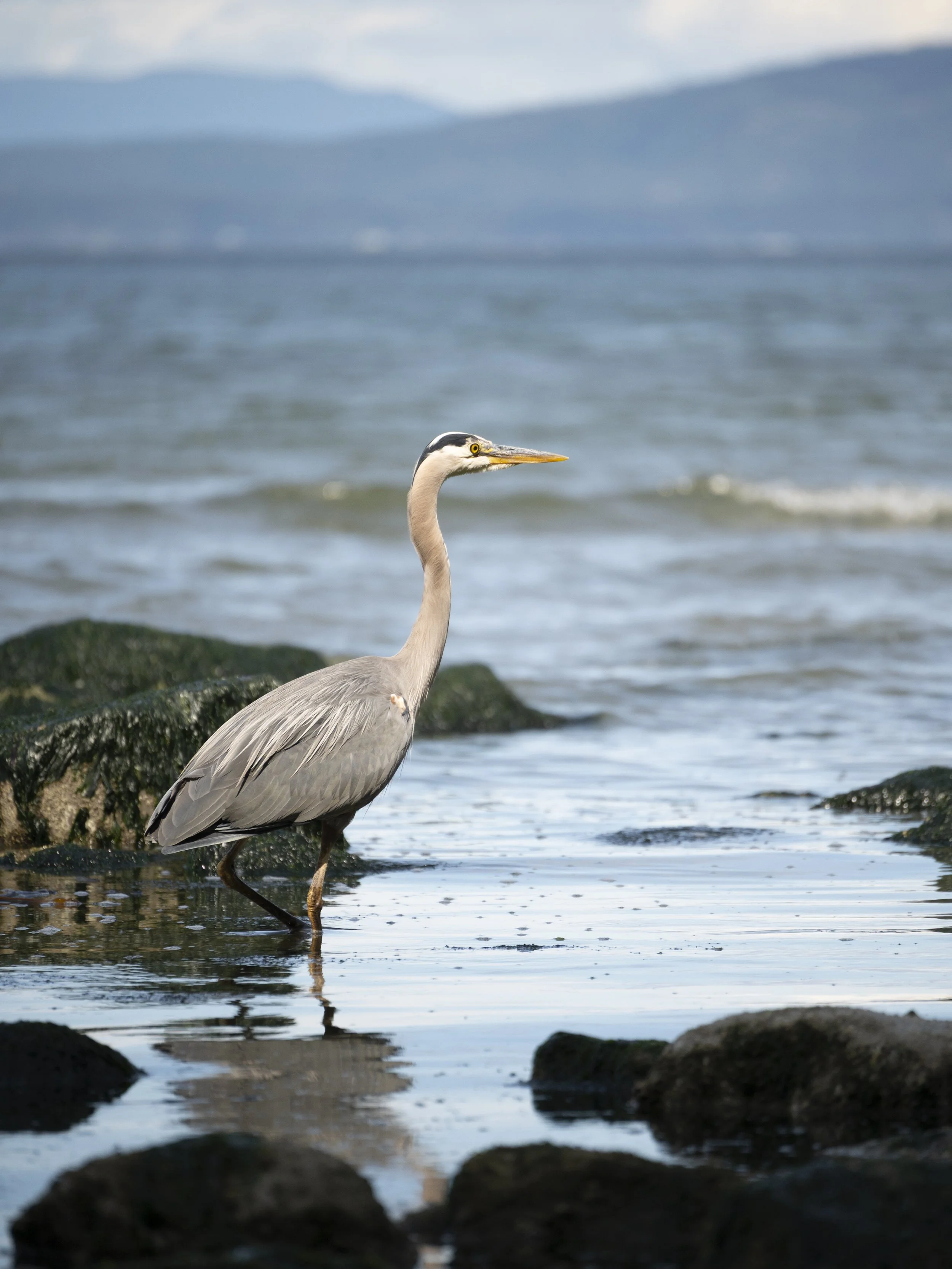 202_BlueHeron.jpg