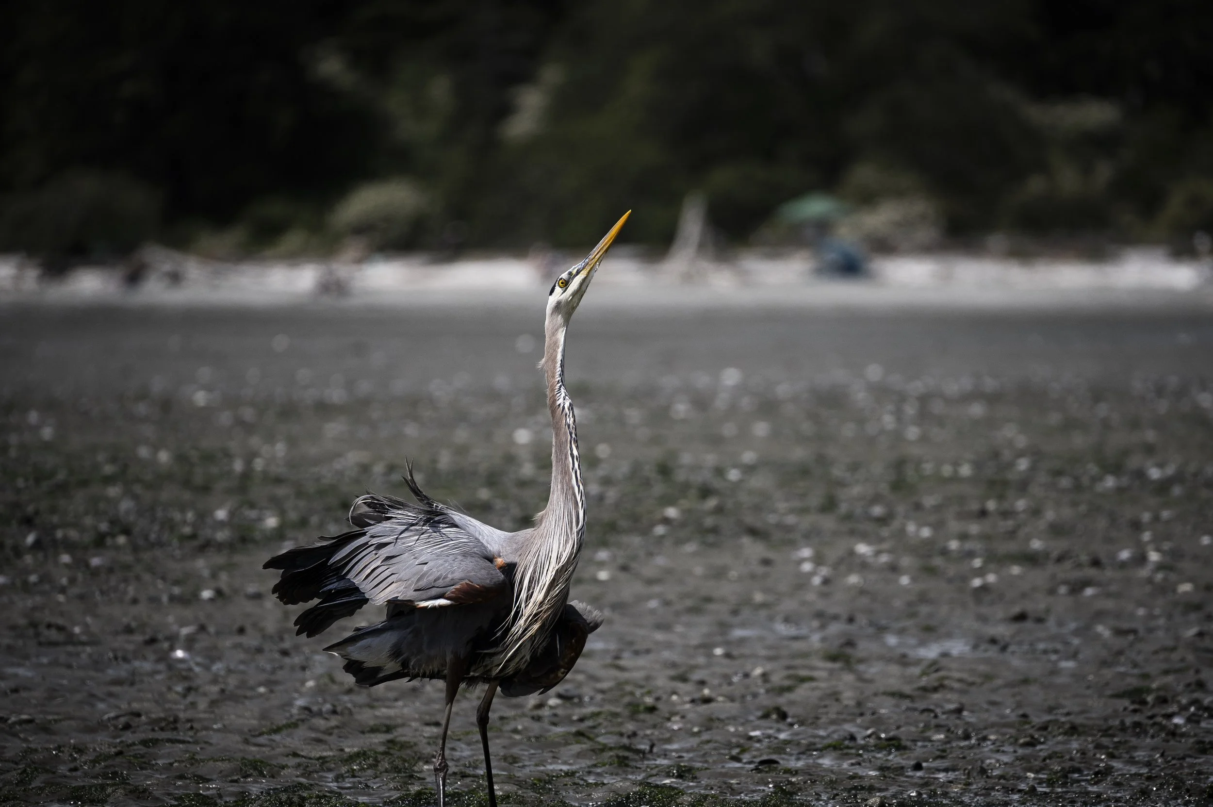 104_BlueHeron.jpeg
