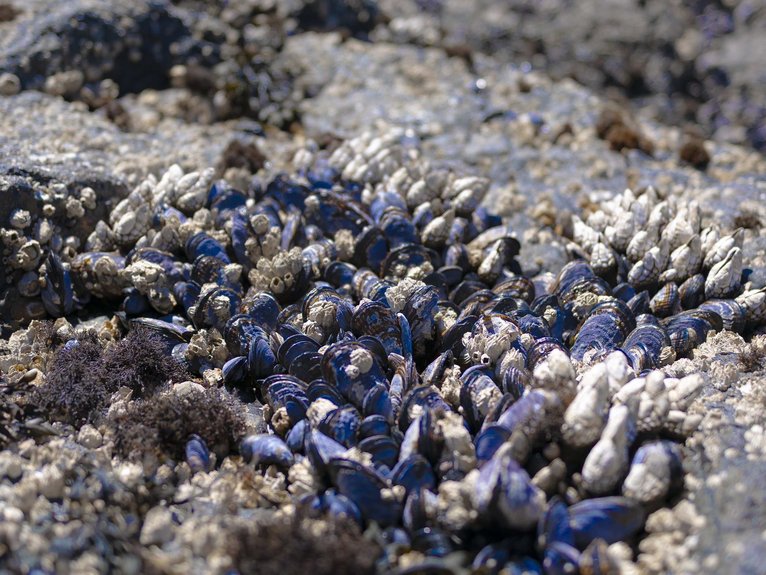 210_BlueMussels.jpg