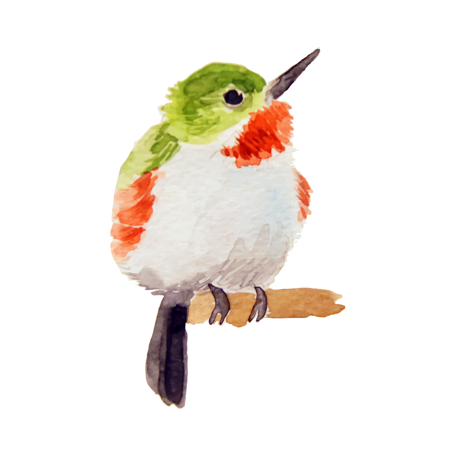 Watercolor illustration of a small bird with green, red, and white plumage perched on a branch.