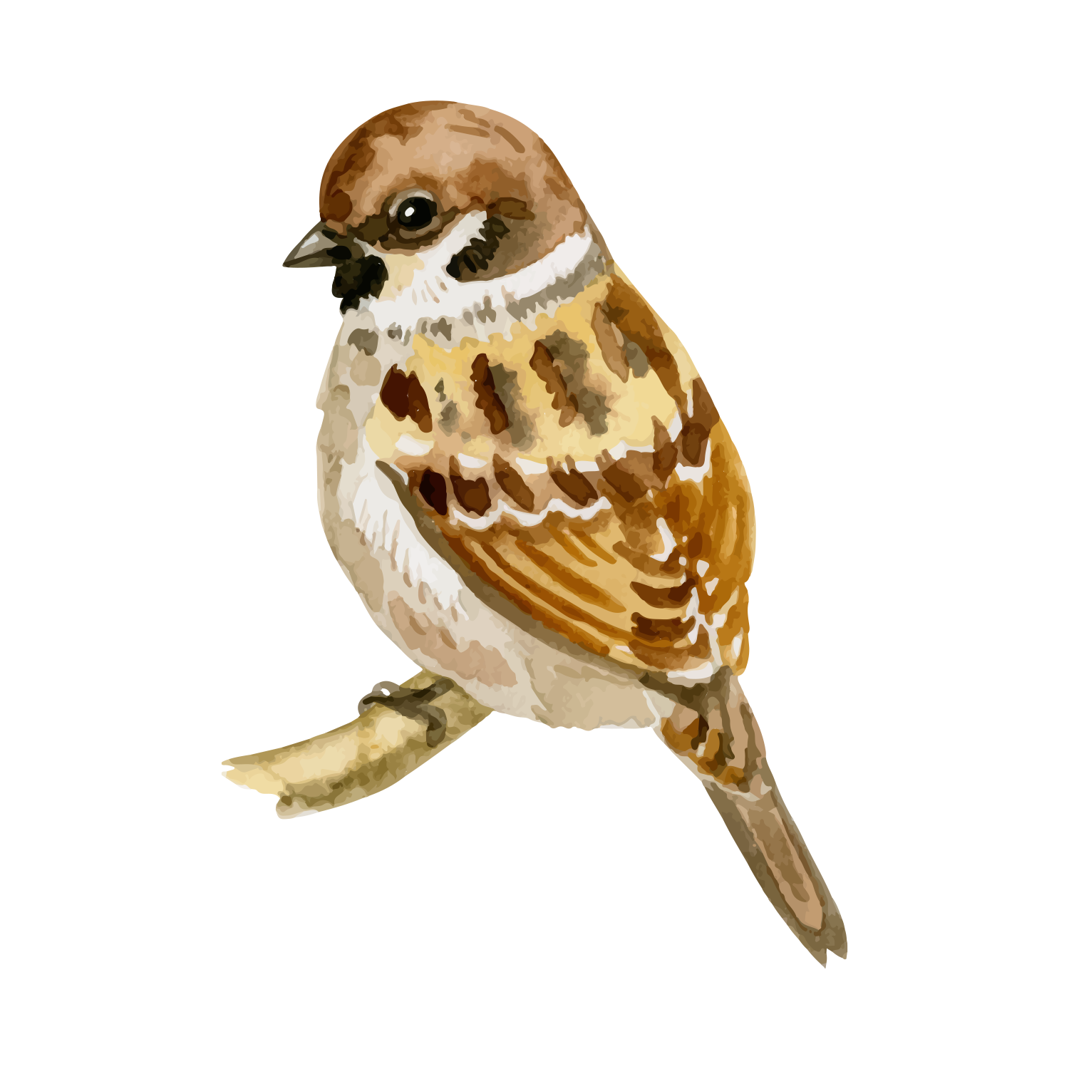 Illustration of a sparrow perched on a branch.
