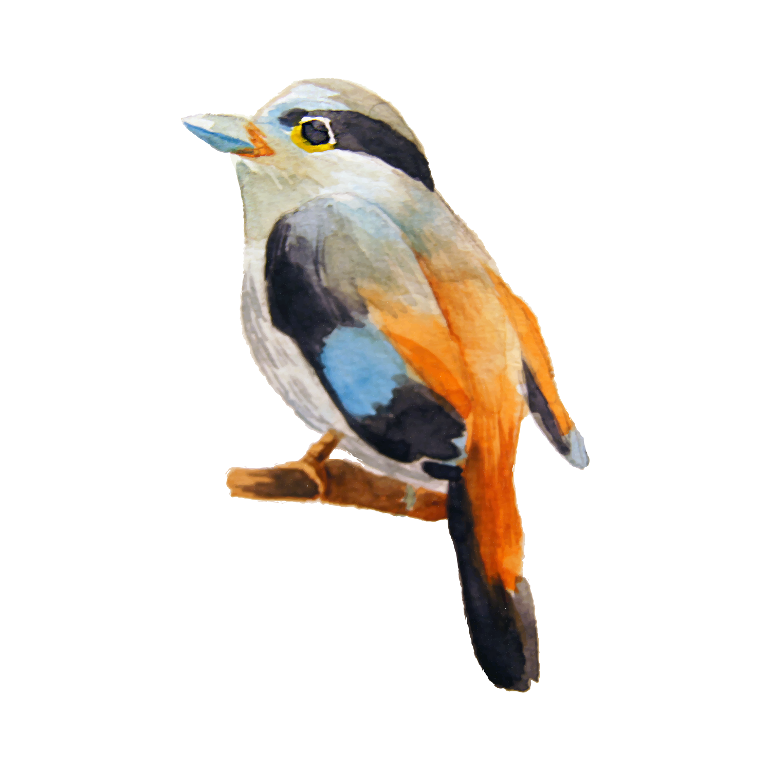 Illustration of a colorful bird with orange, blue, and gray feathers perched on a branch, set against a white background.